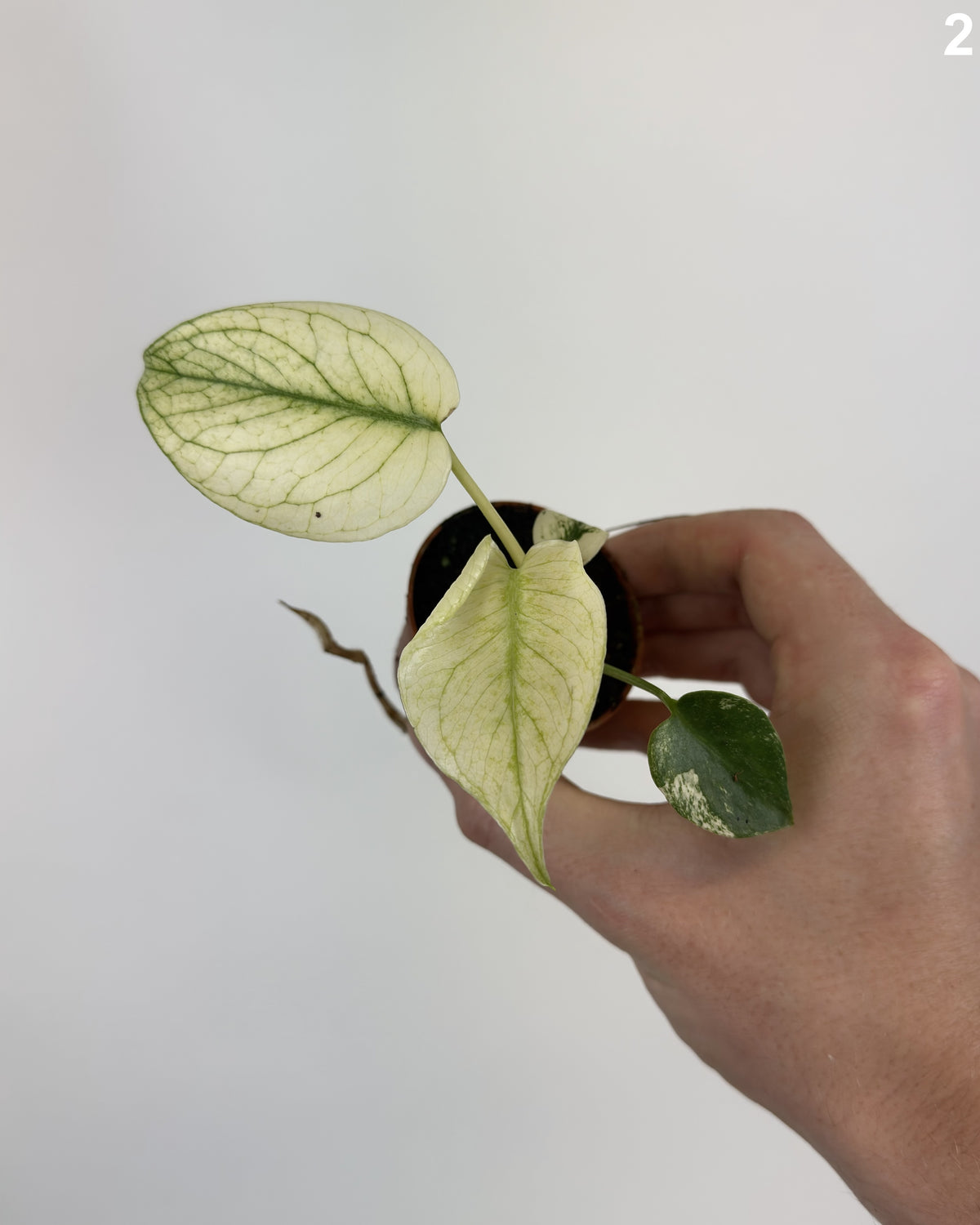 Monstera Deliciosa Sphinx Mint WW