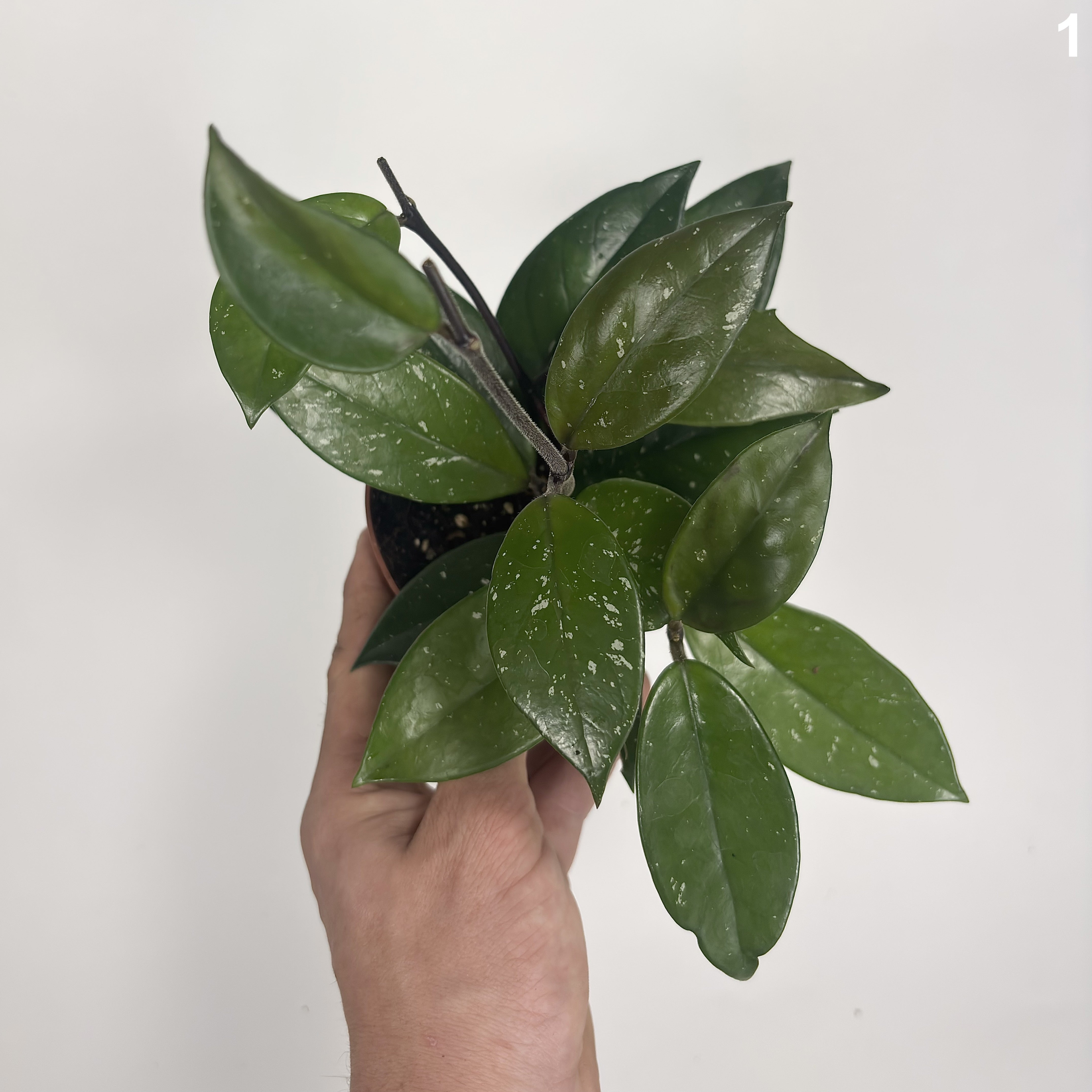 Hoya Carnosa Stardust WW