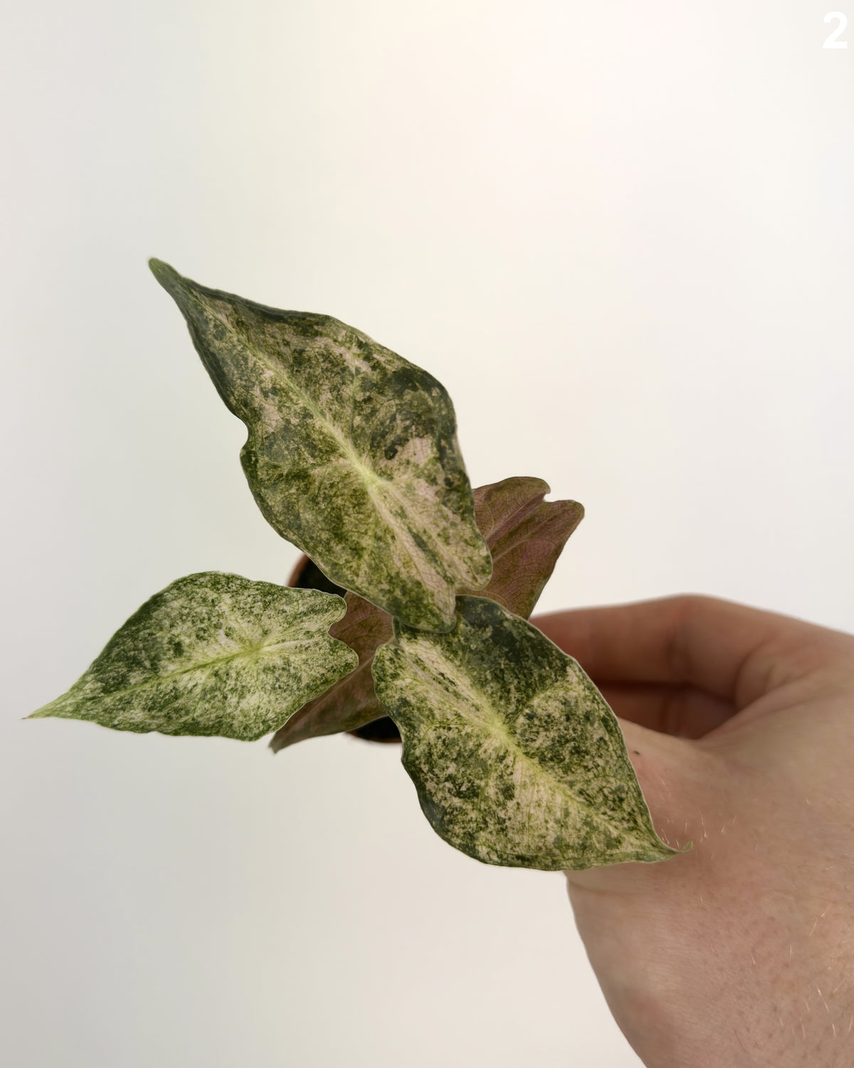 Alocasia Black Satun Stardust  WW
