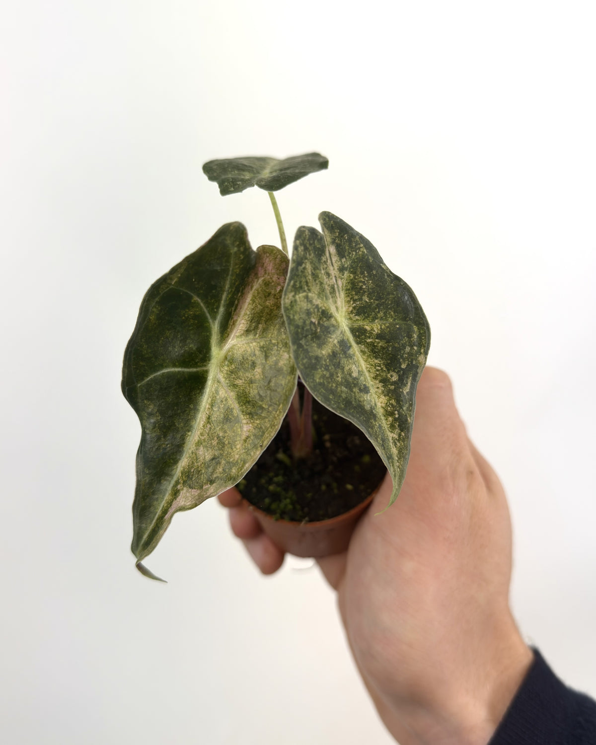 Alocasia Black Satun Stardust  WW