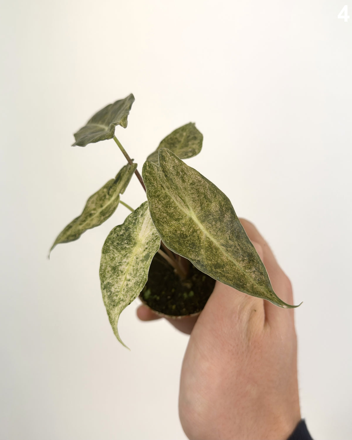 Alocasia Black Satun Stardust  WW