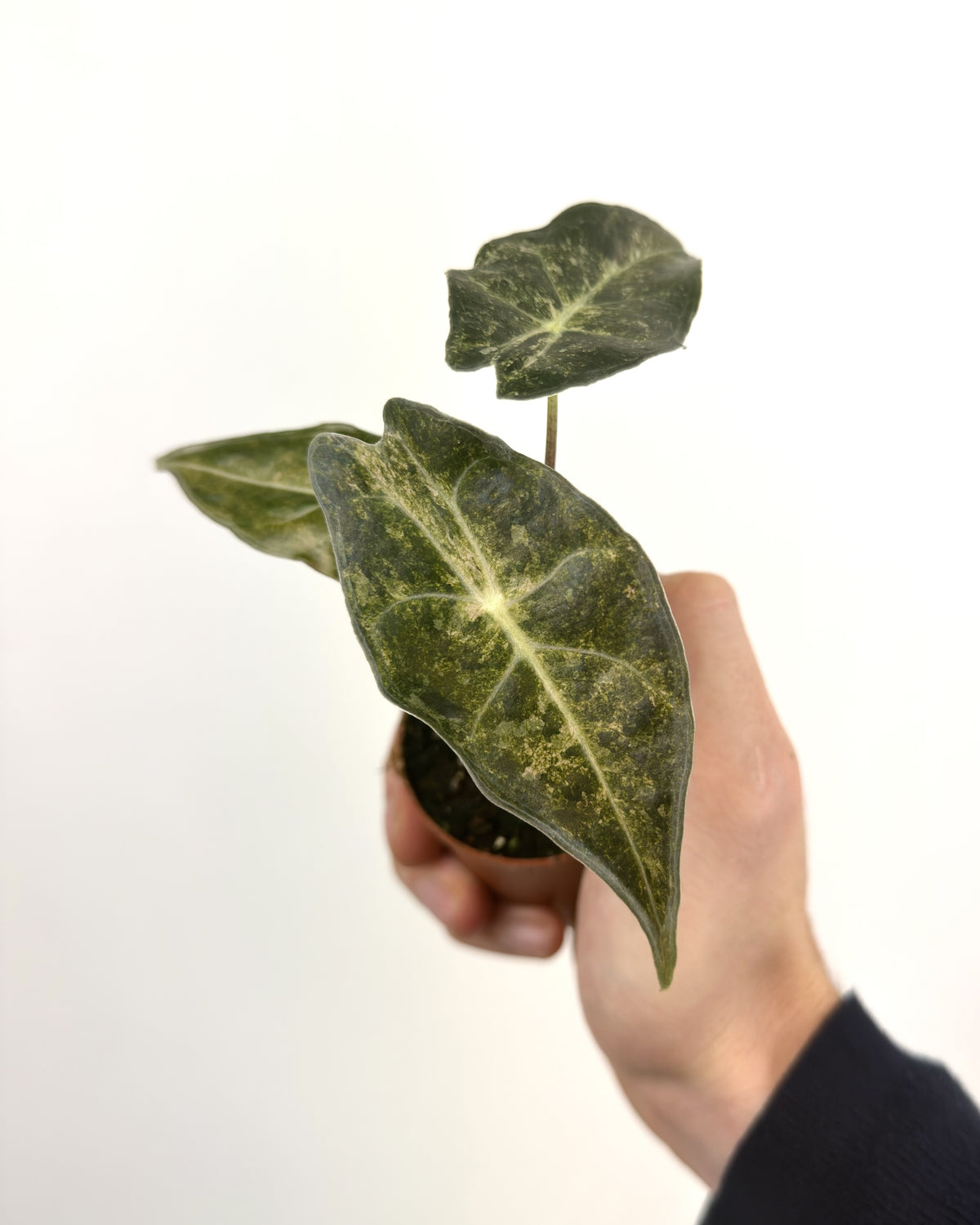 Alocasia Black Satun Stardust  WW