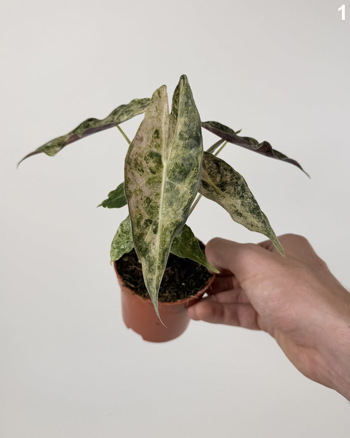 Alocasia Black Satun Stardust WW