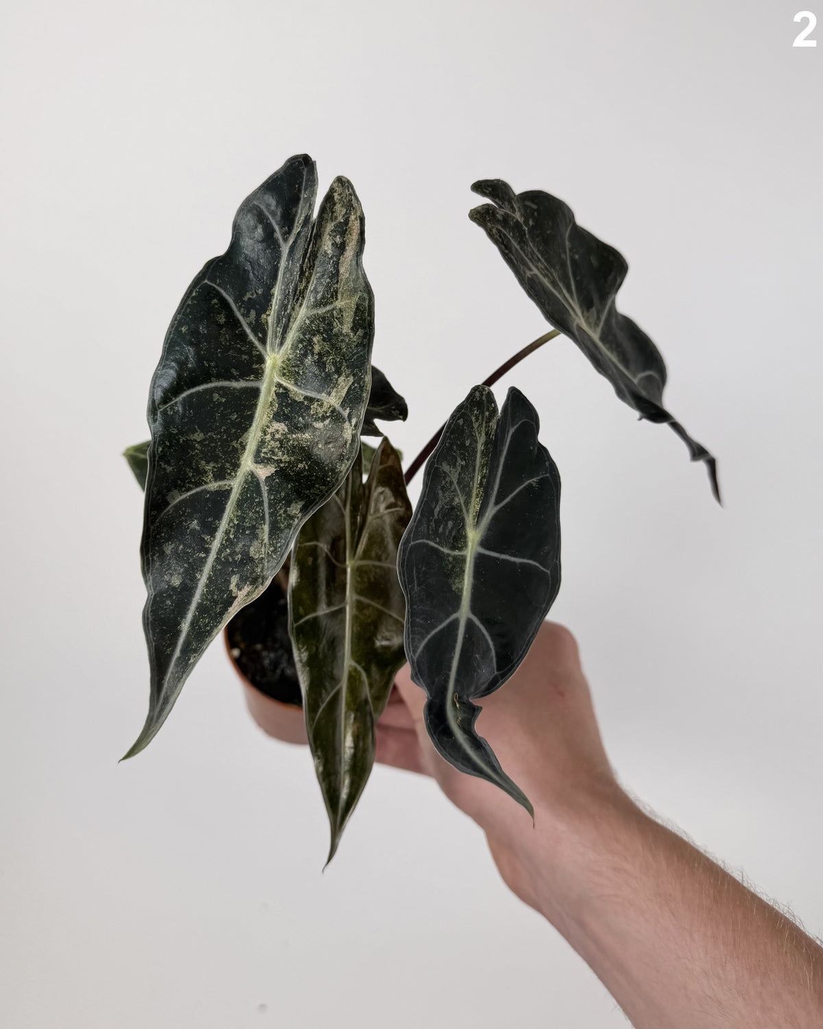 Alocasia Black Satun Stardust WW