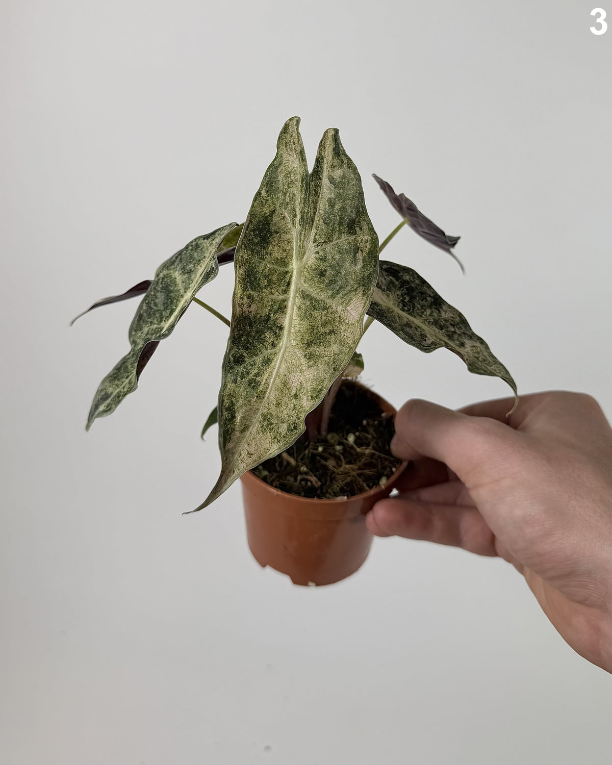Alocasia Black Satun Stardust WW