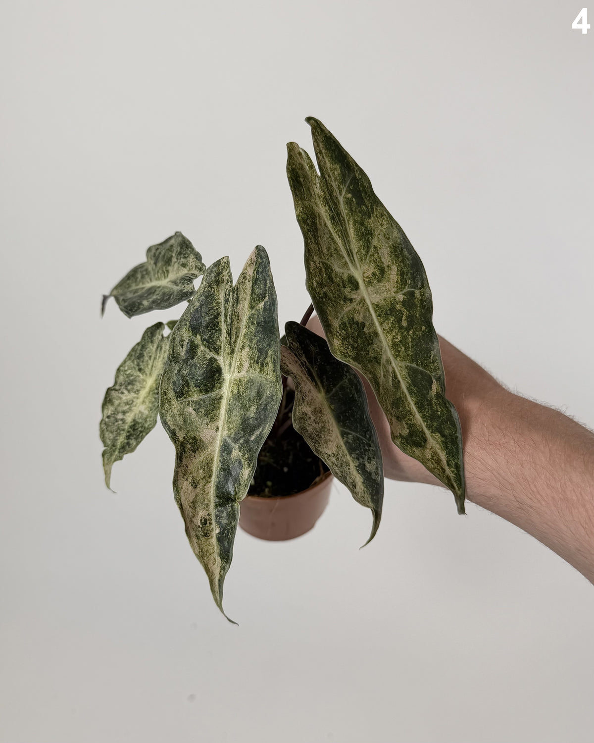 Alocasia Black Satun Stardust WW