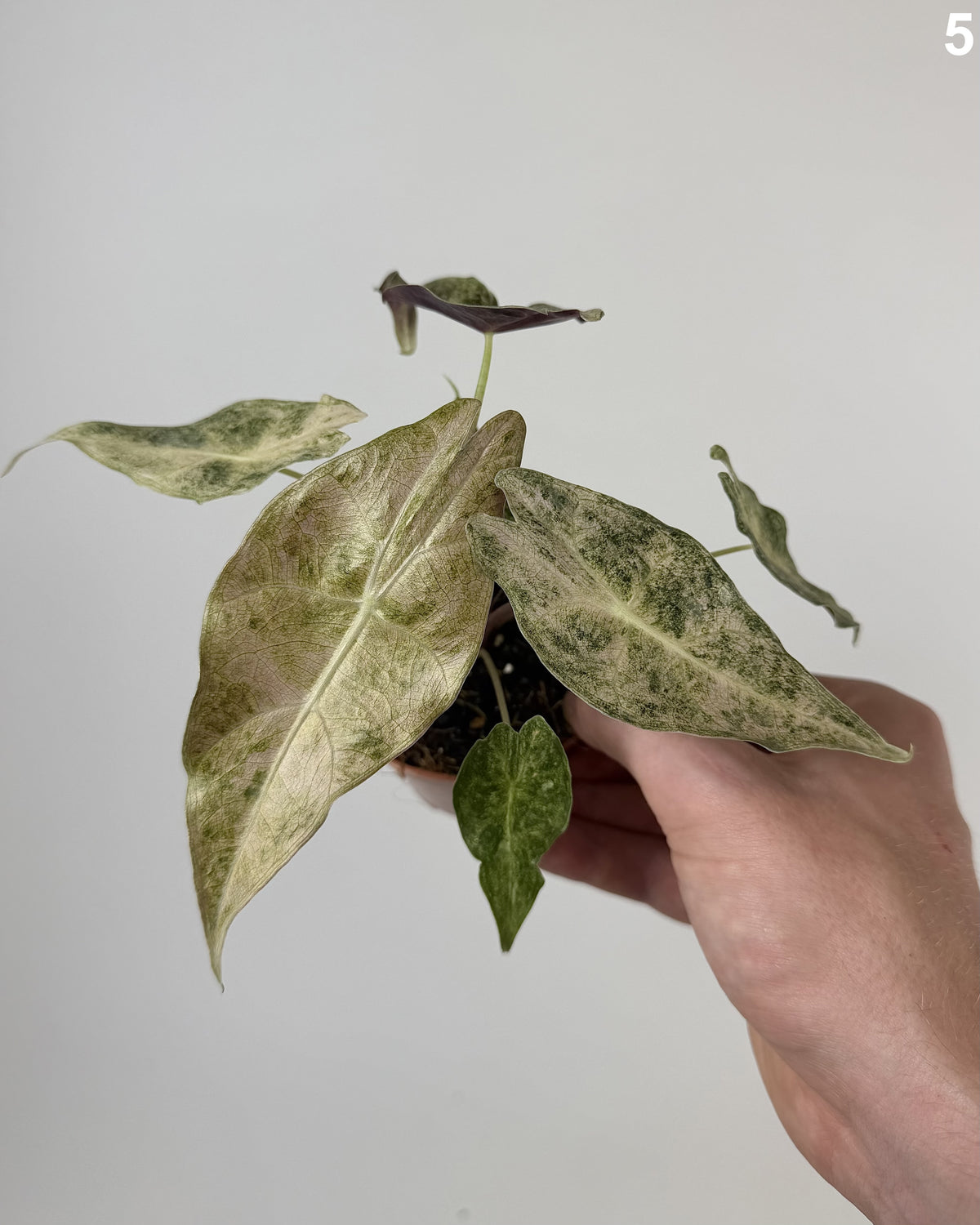Alocasia Black Satun Stardust WW