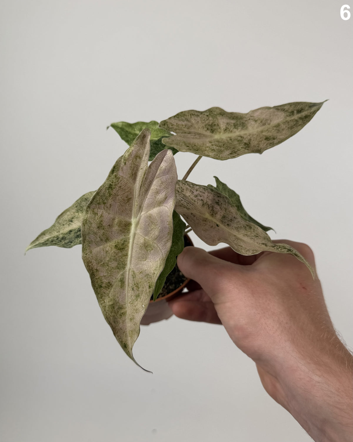 Alocasia Black Satun Stardust WW