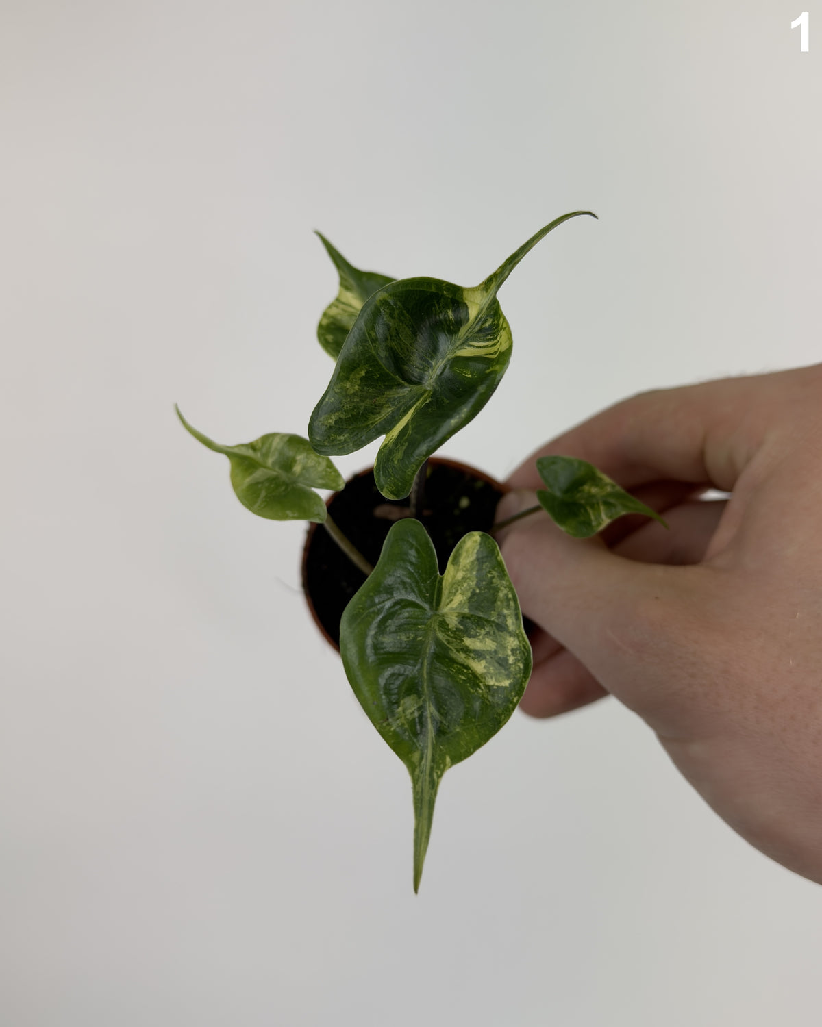 Alocasia Stingray Aurea WW