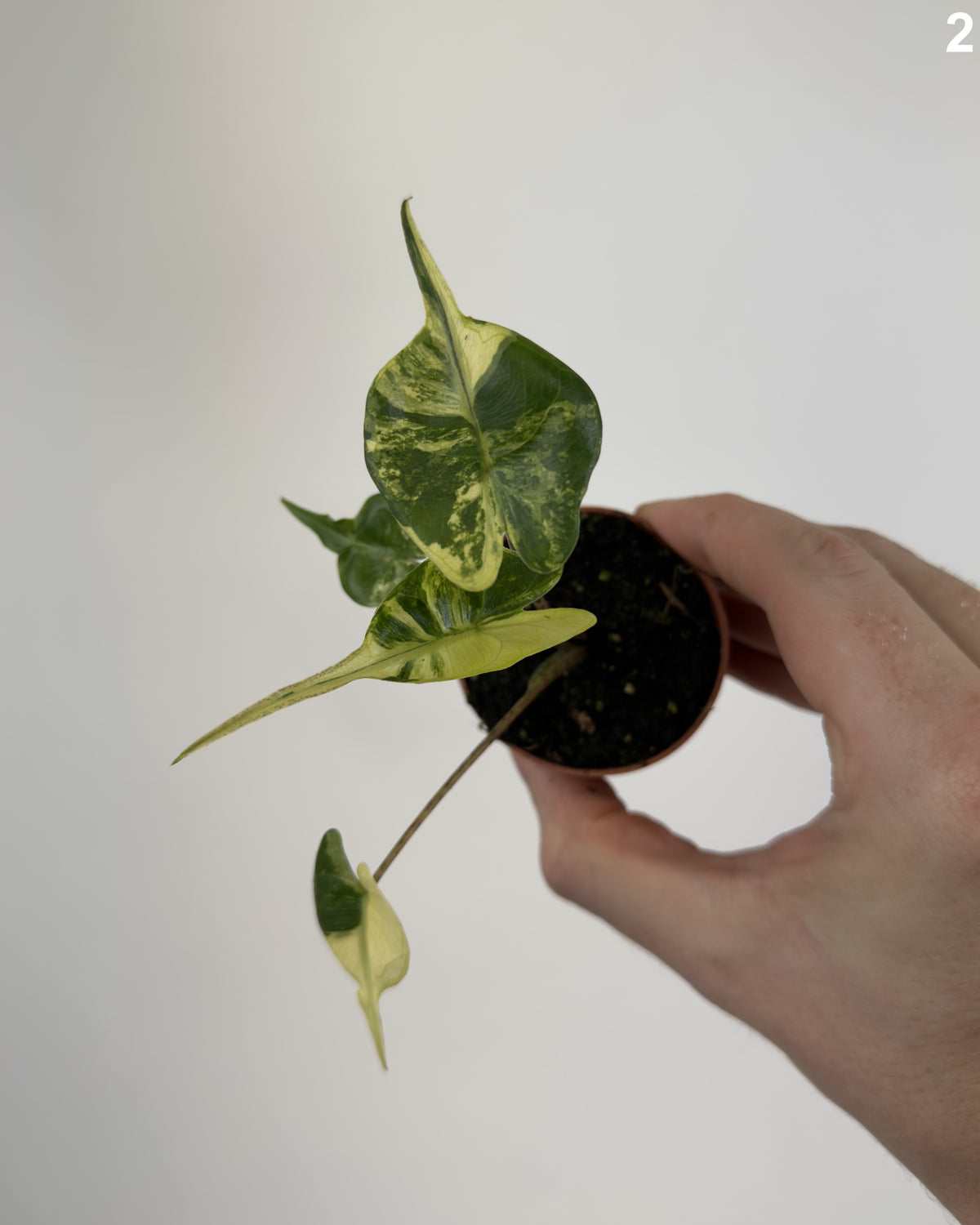 Alocasia Stingray Aurea WW