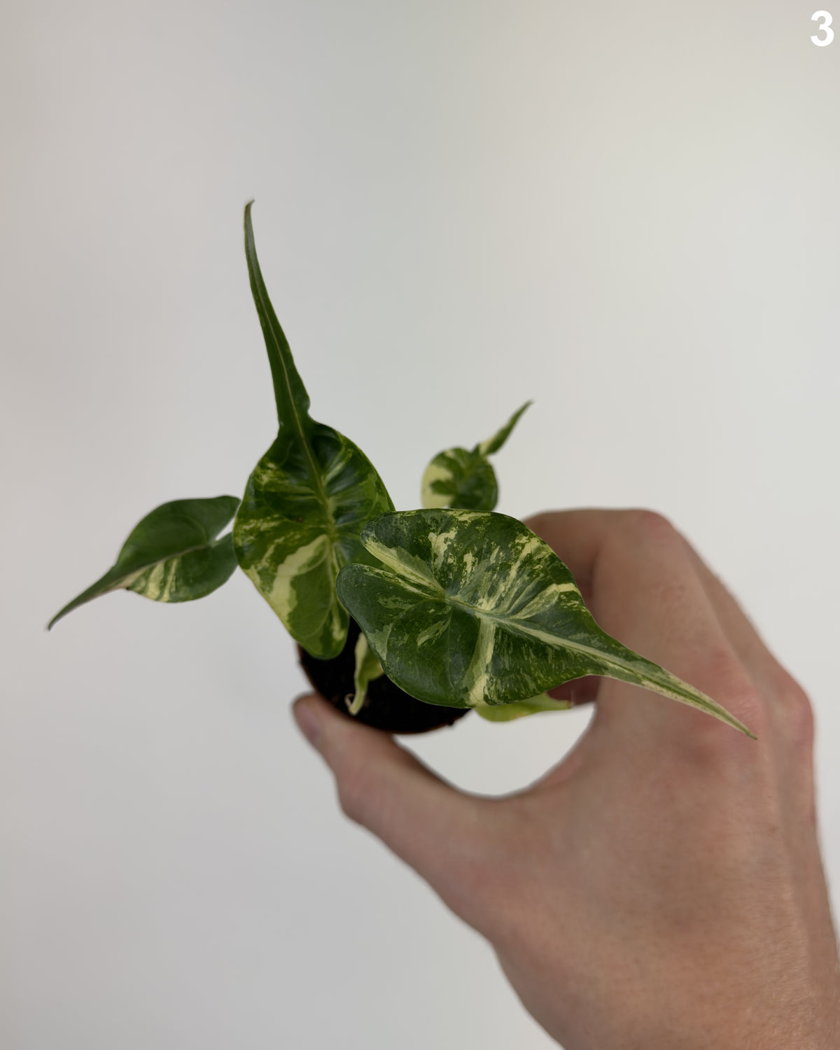 Alocasia Stingray Aurea WW