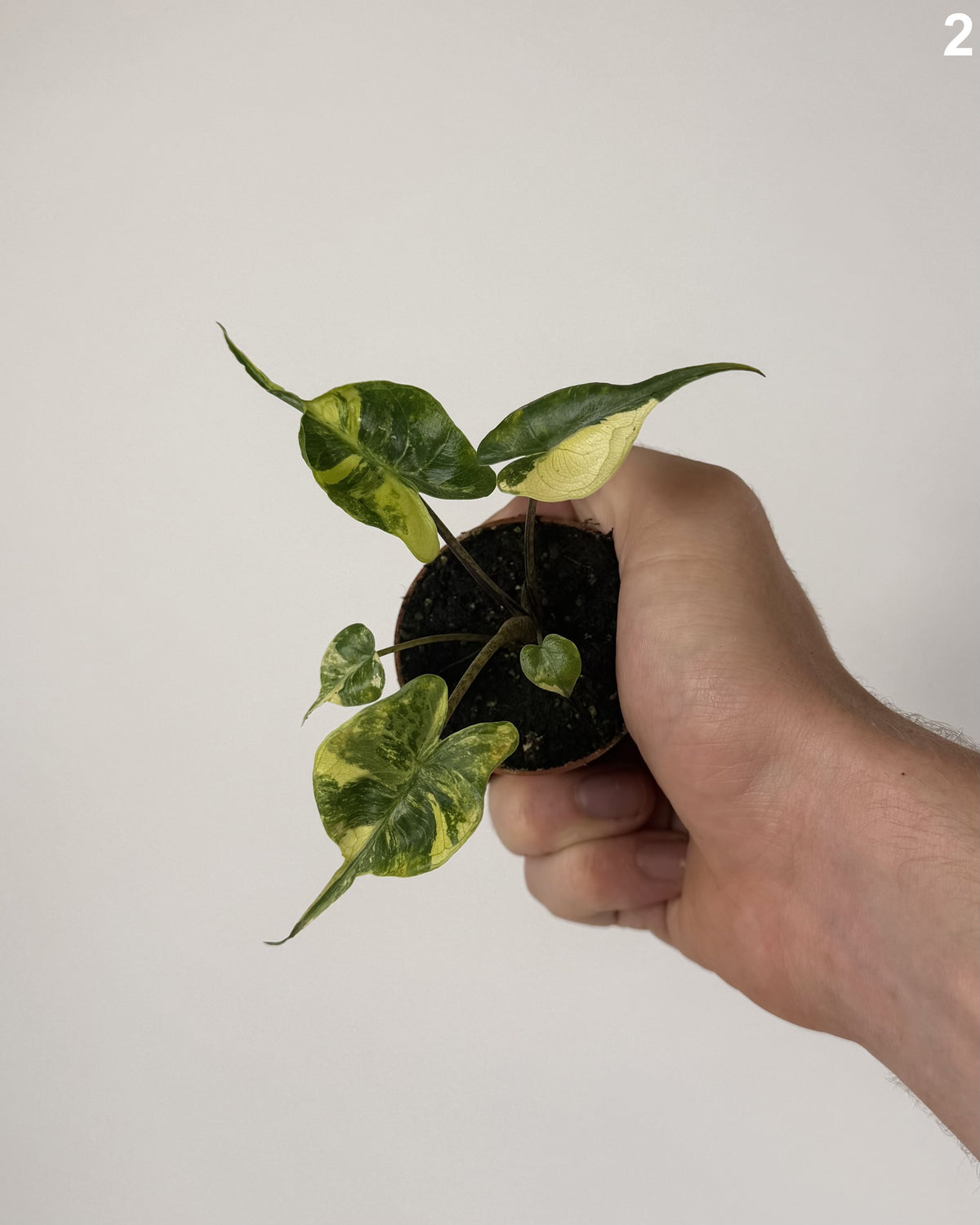 Alocasia Stingray Aurea WW