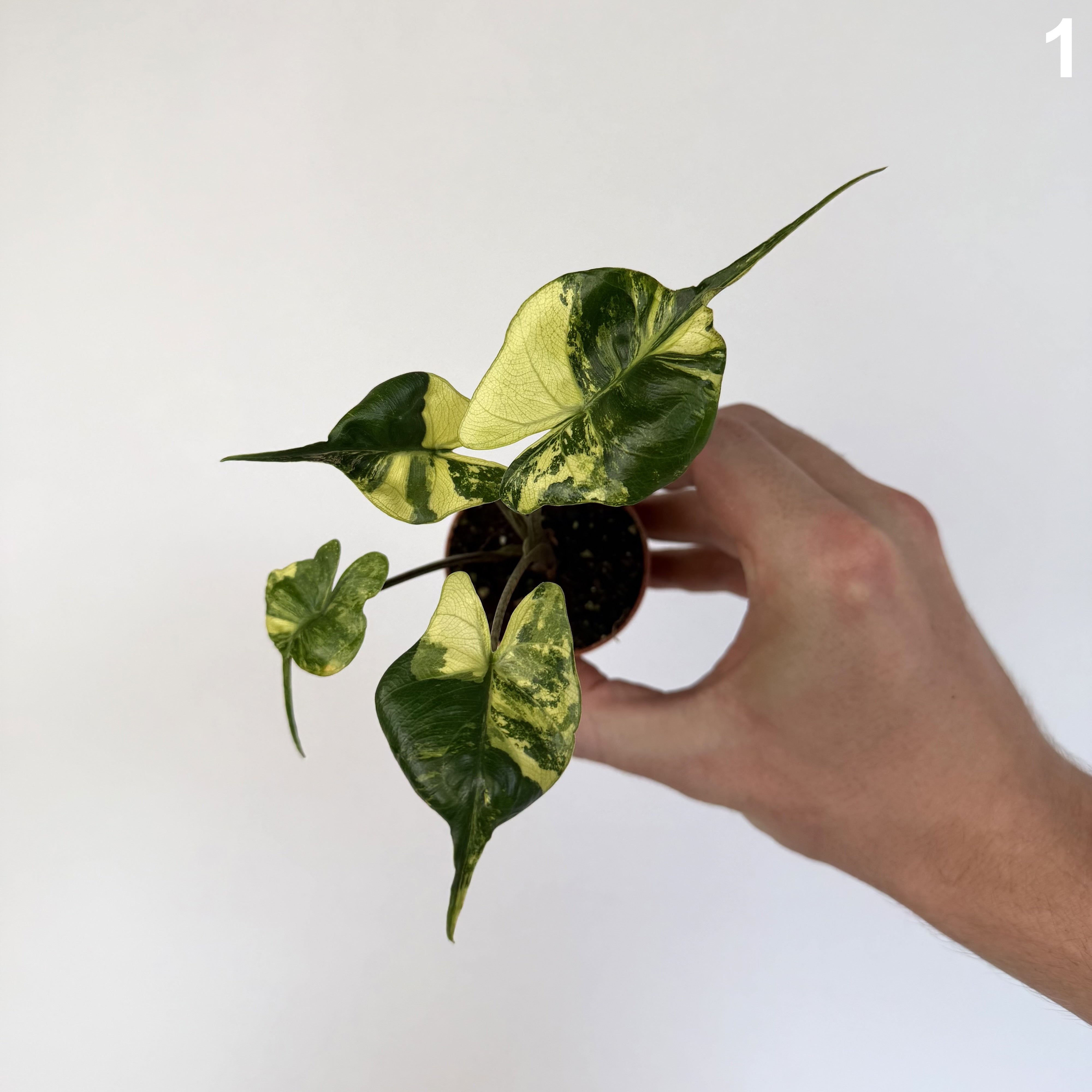 Alocasia Stingray Aurea  WW