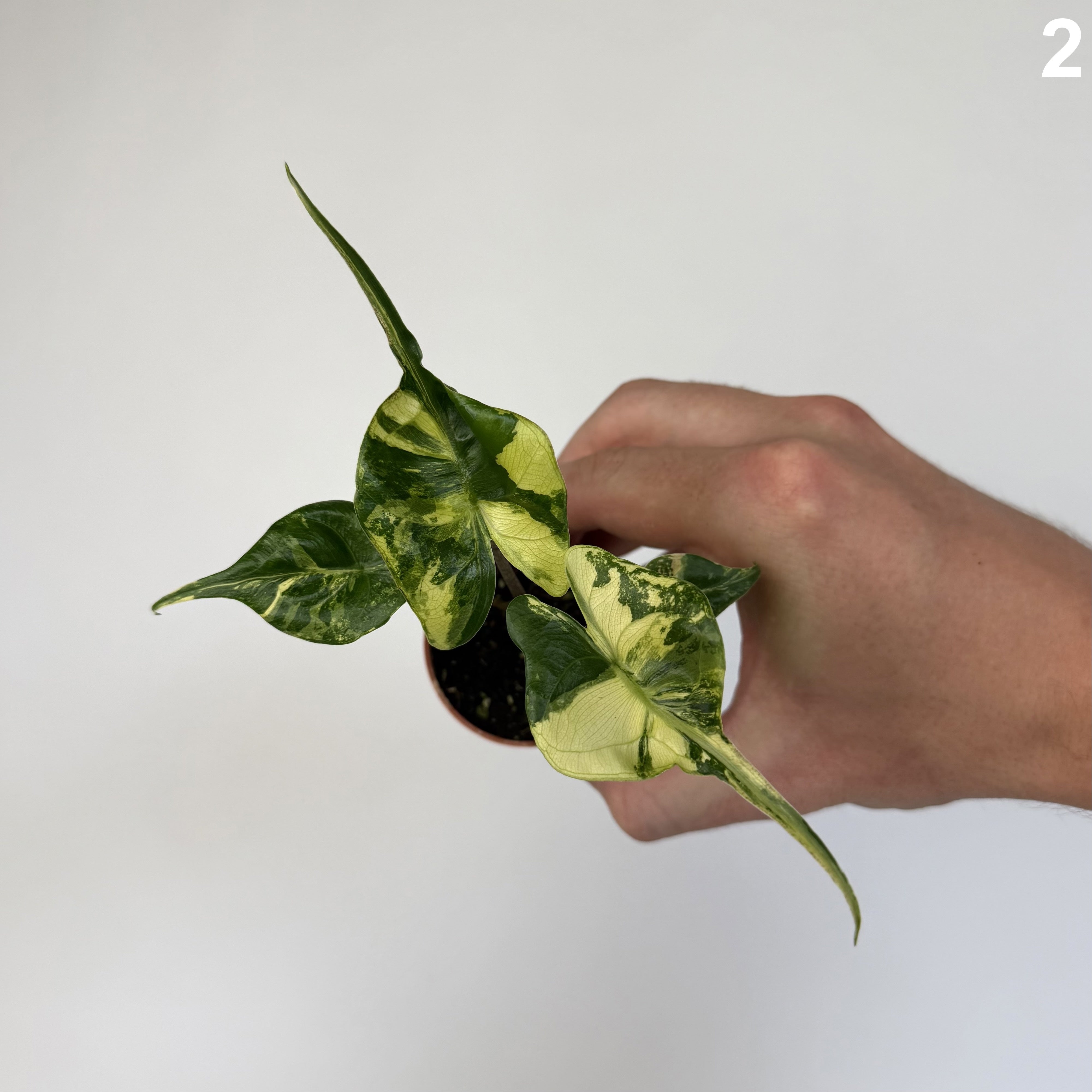Alocasia Stingray Aurea  WW