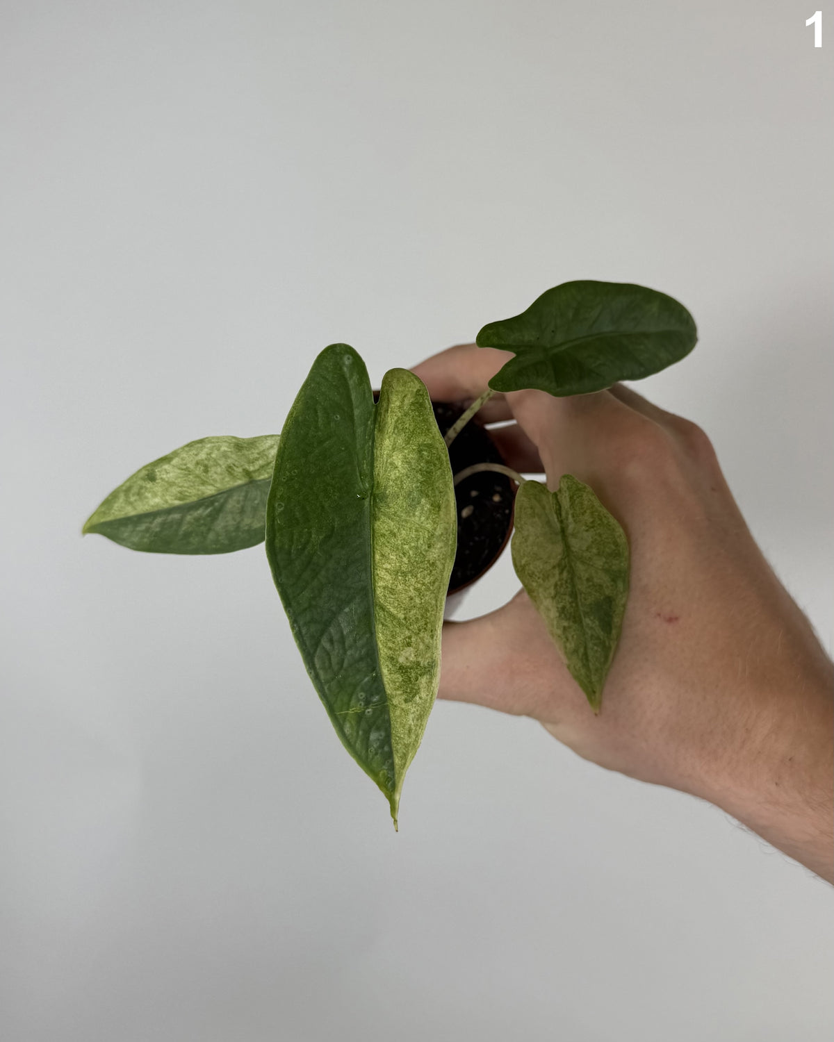 Alocasia Sulawesi Karpet Variegata WW