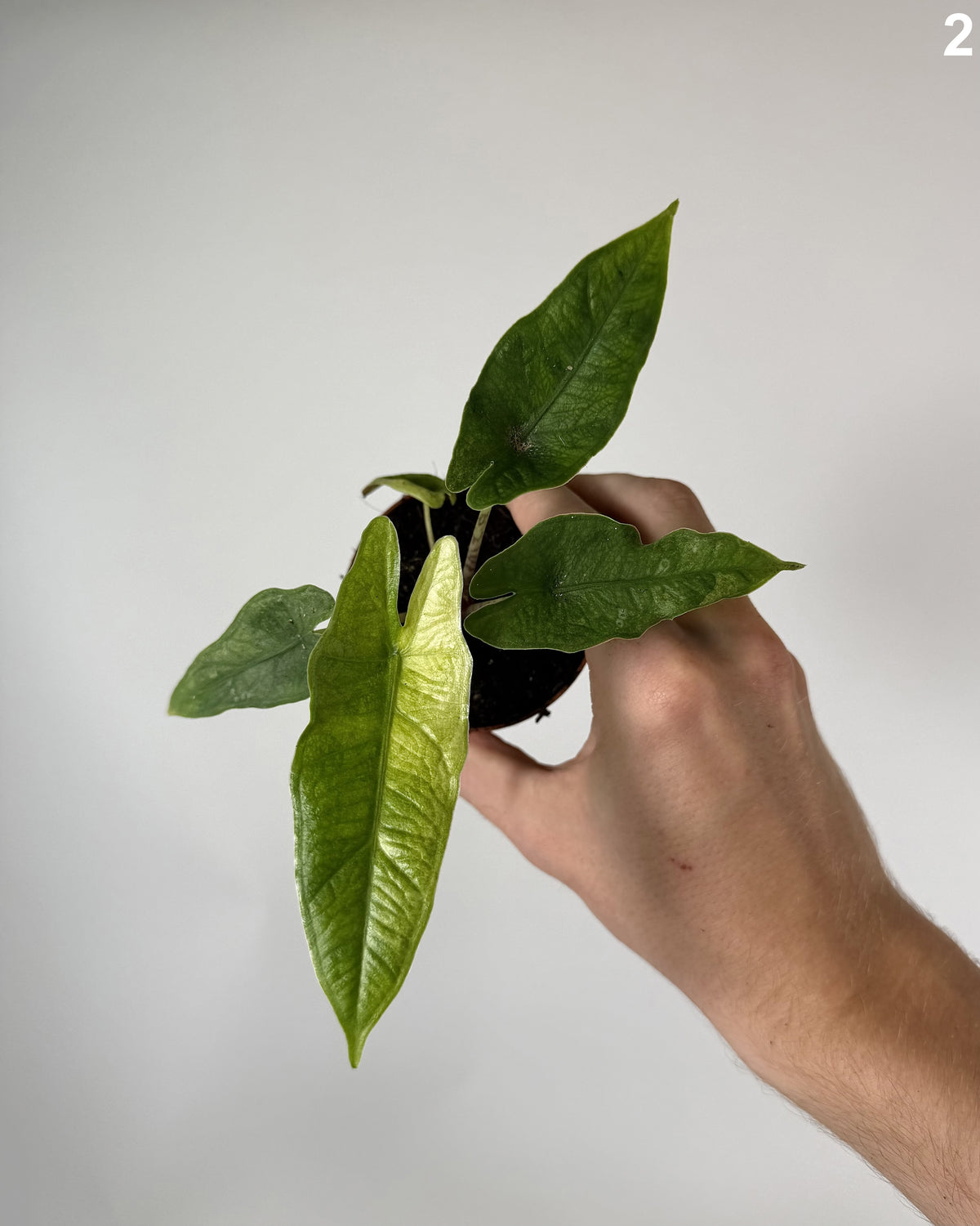 Alocasia Sulawesi Karpet Variegata WW