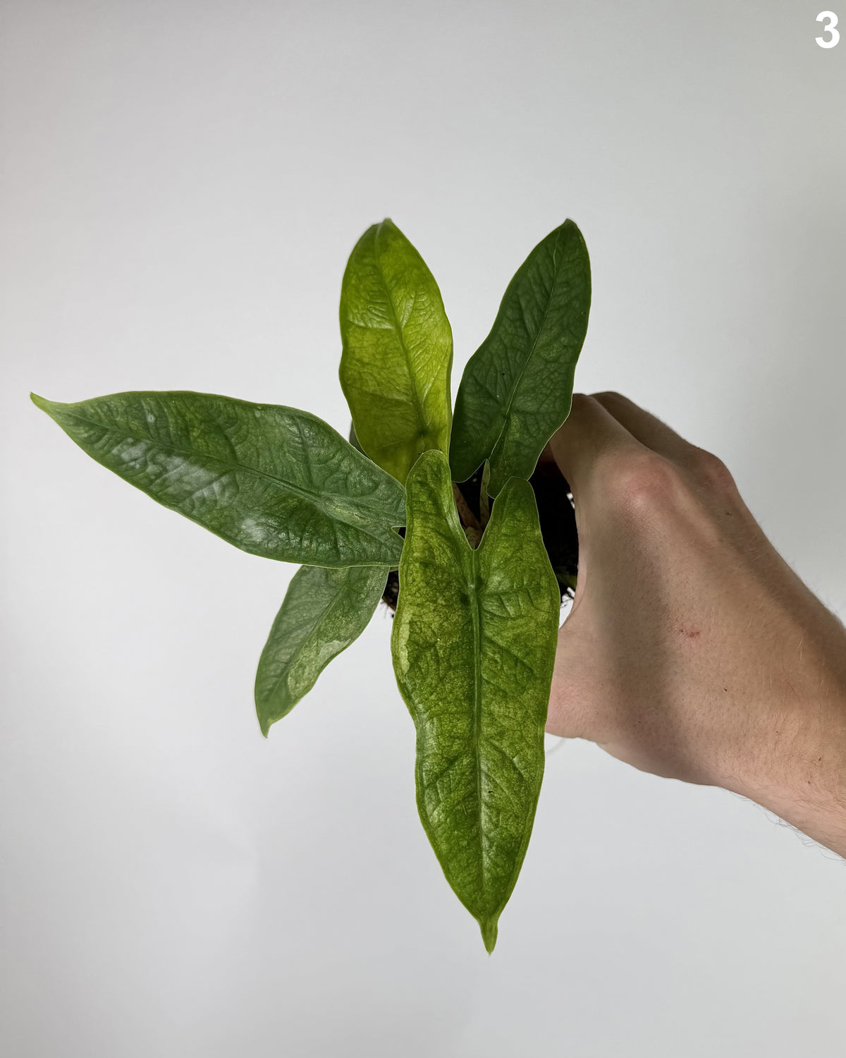 Alocasia Sulawesi Karpet Variegata WW