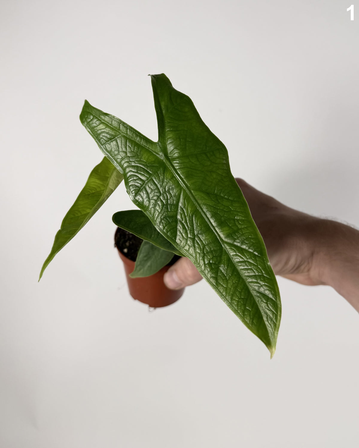 Alocasia Sulawesi Karpet WW