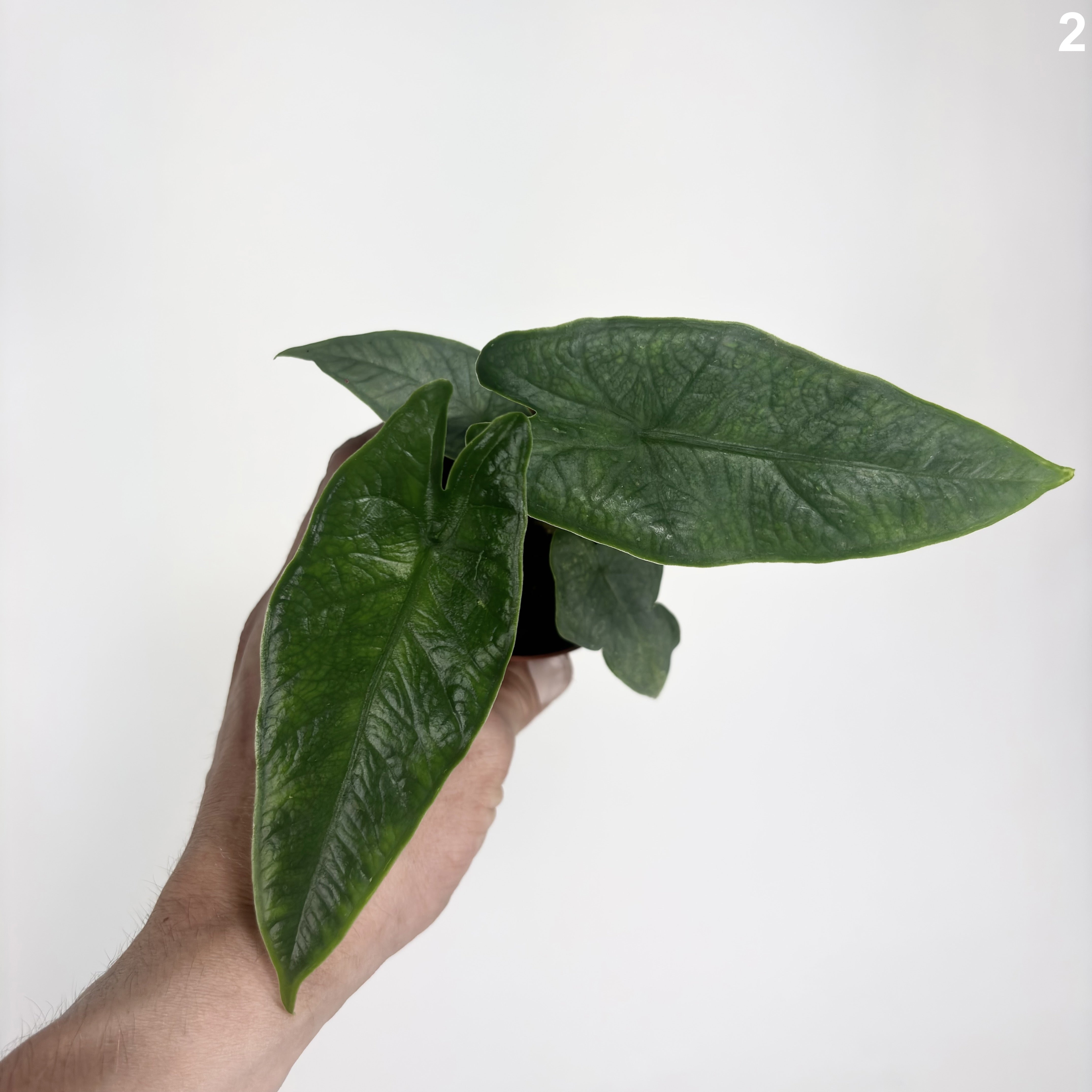 Alocasia Sulawesi Karpet