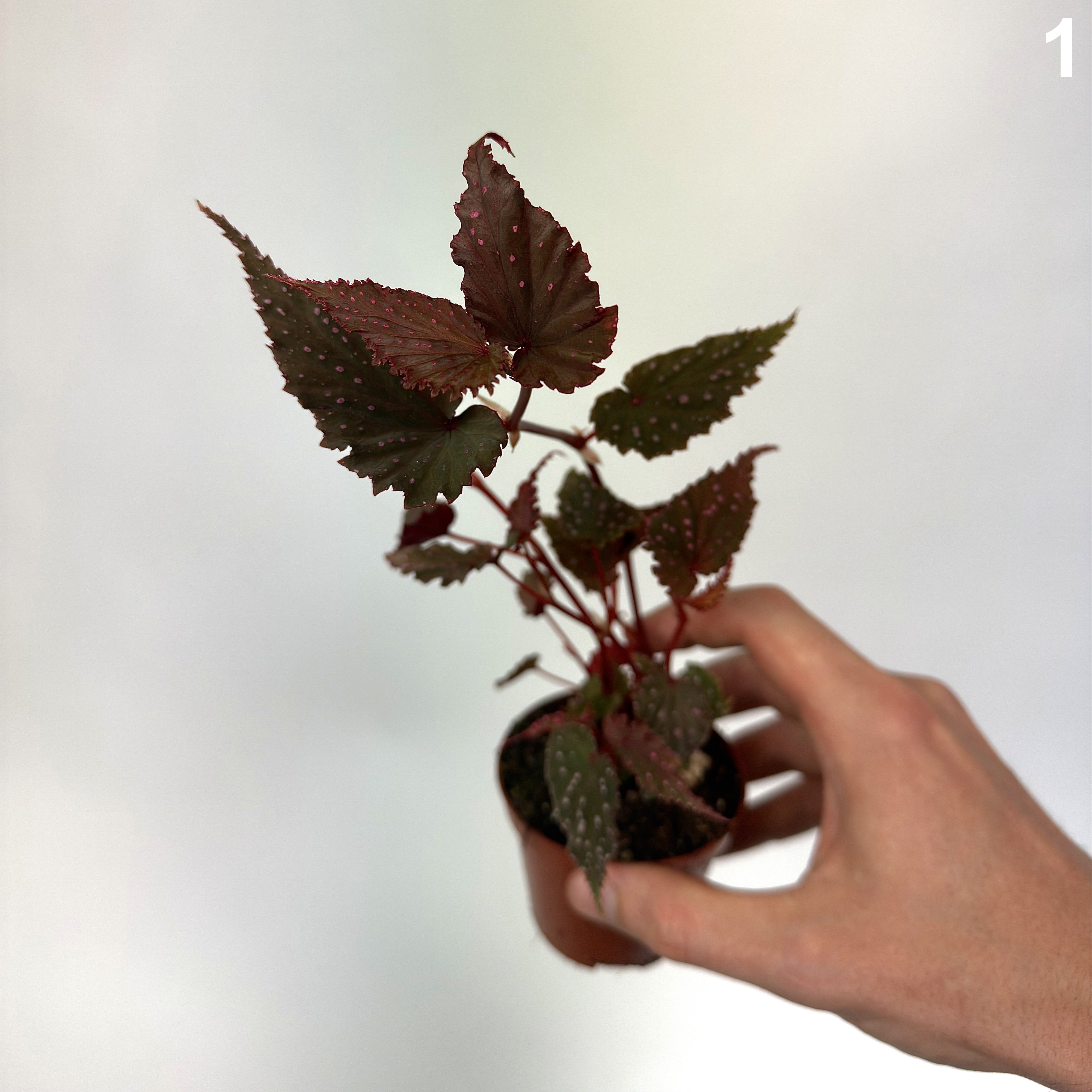 Begonia Sumatra Spotted  WW