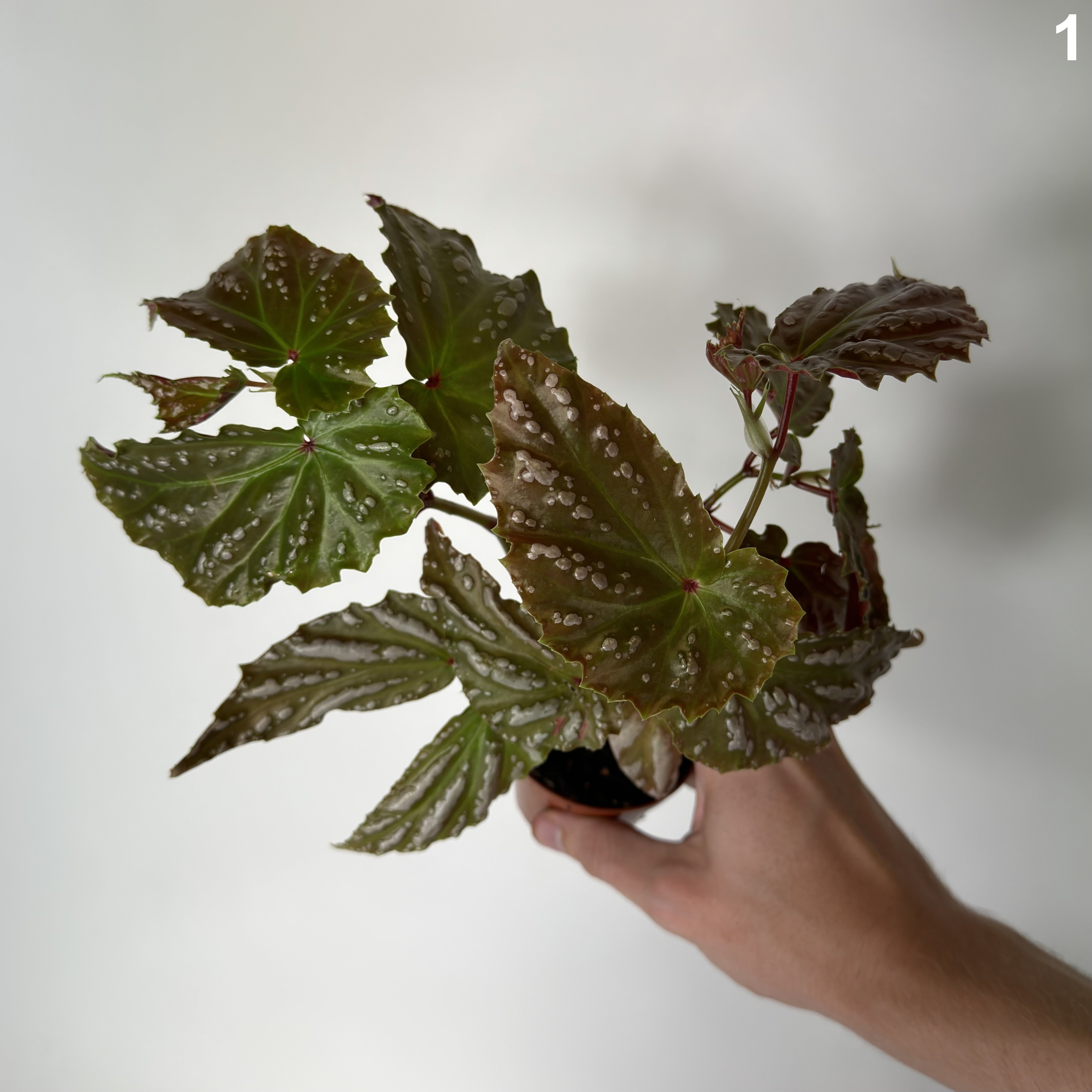 Begonia sp Sumatra WW