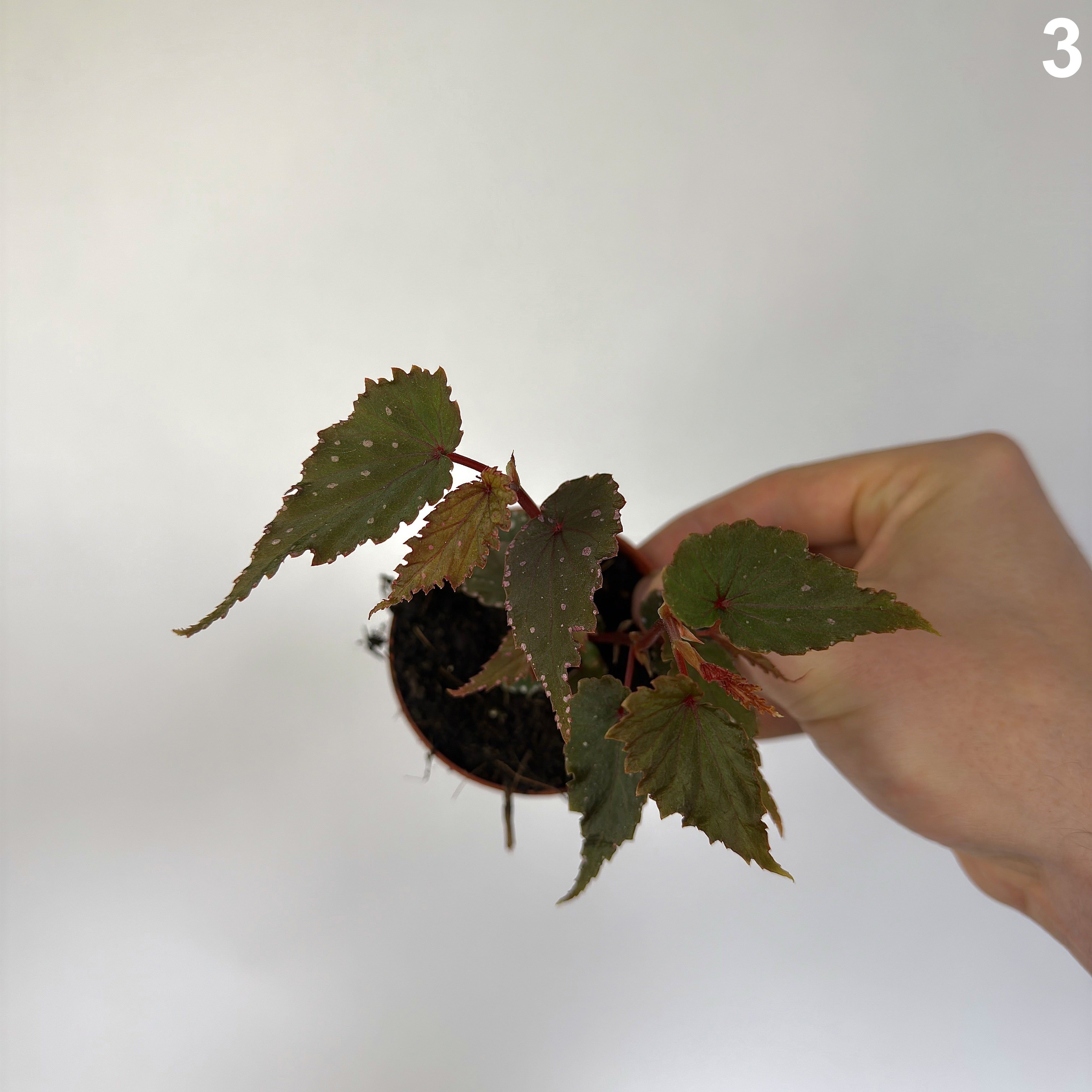 Begonia Sumatra Spotted  WW