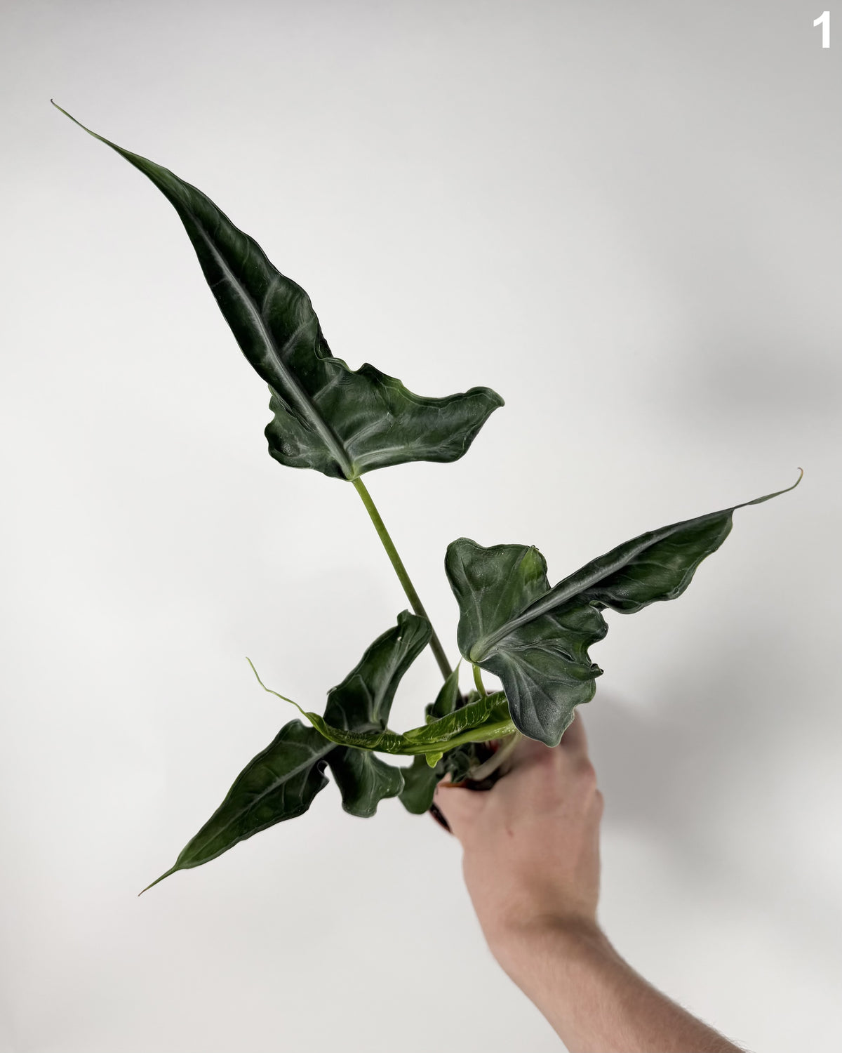 Alocasia Teletubbies WW