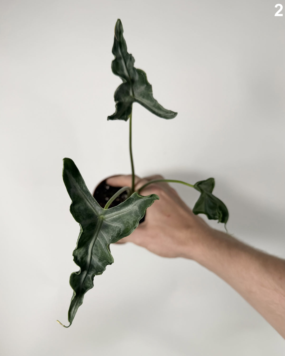Alocasia Teletubbies WW