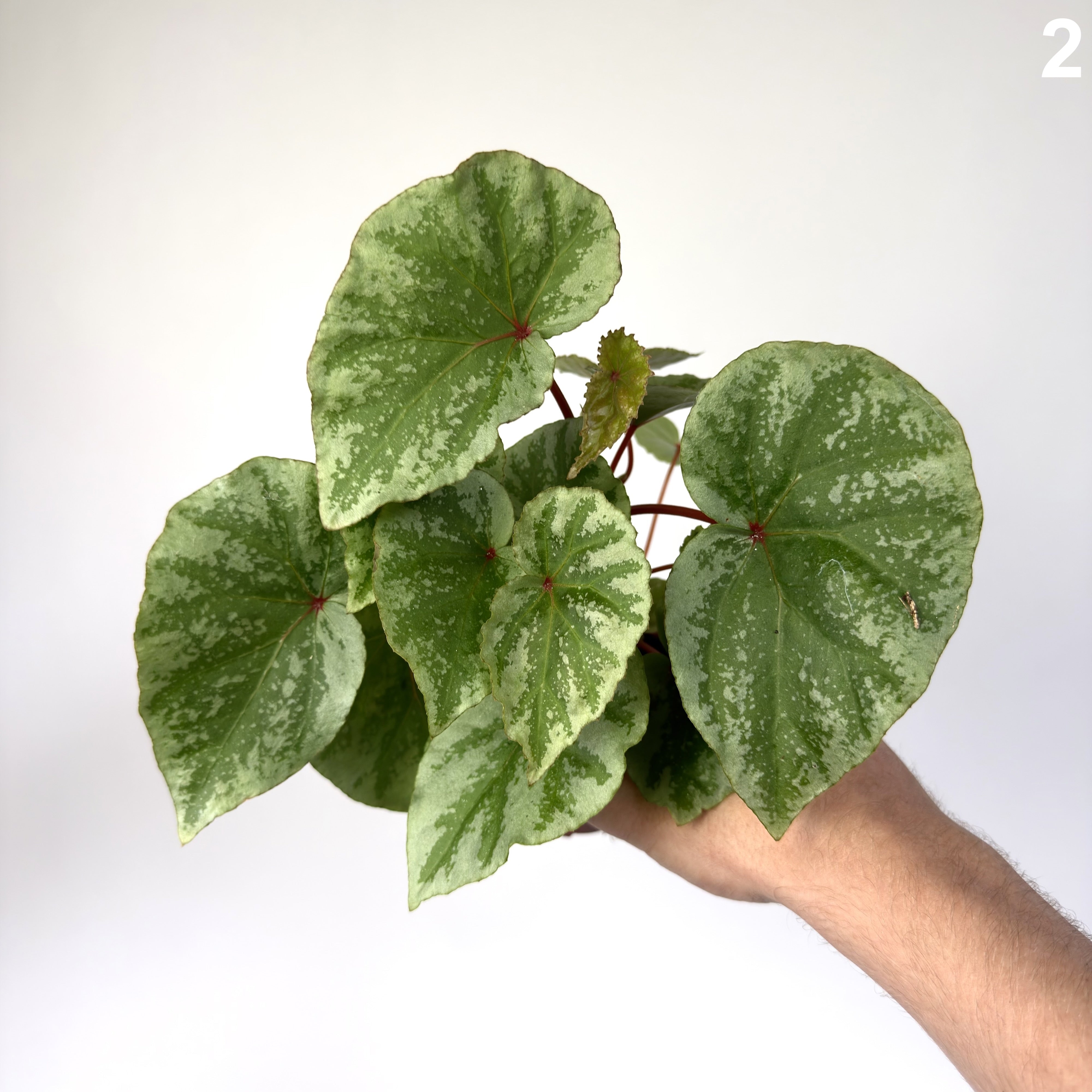 Begonia Temuyuk Silver WW