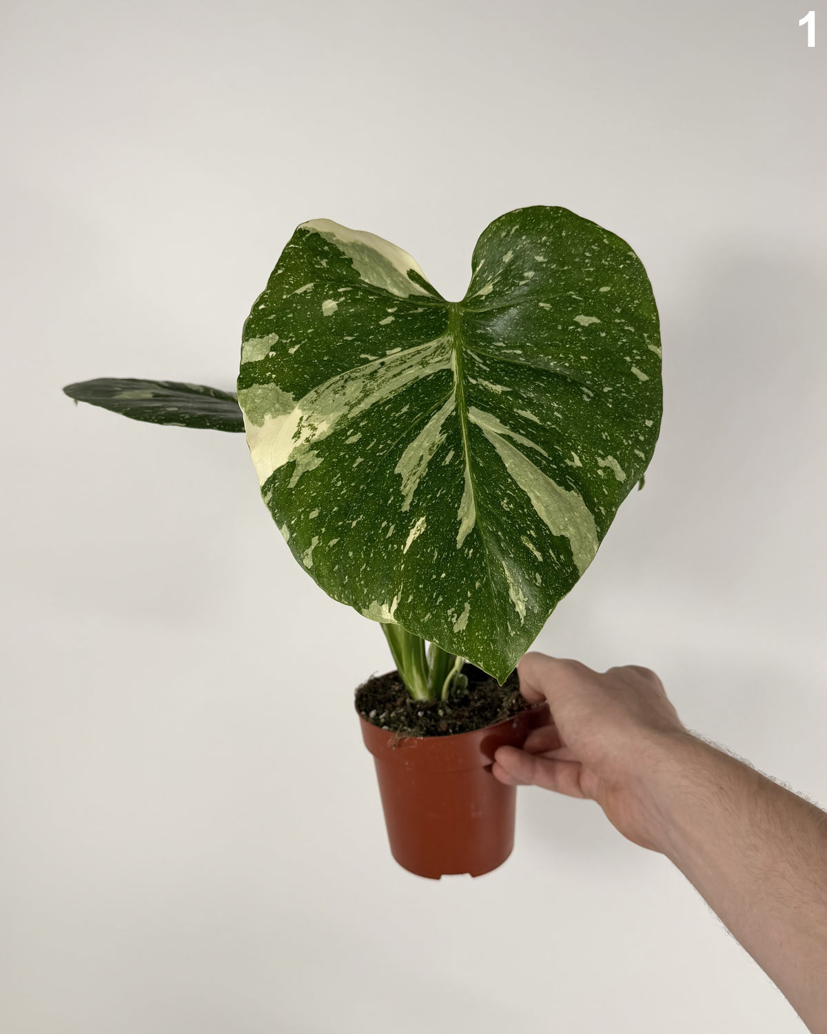 Monstera Deliciosa Thai Constellation WW