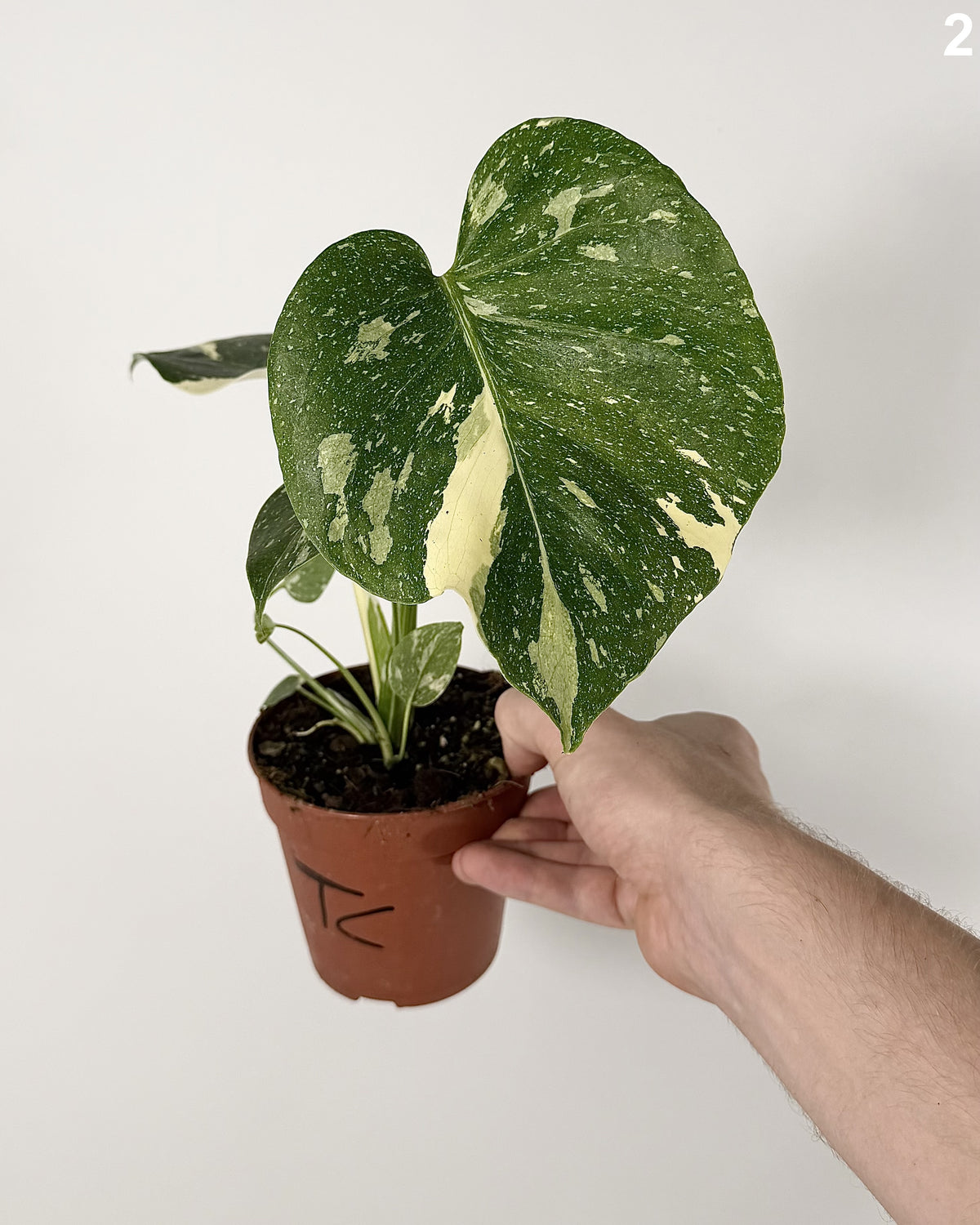 Monstera Deliciosa Thai Constellation WW