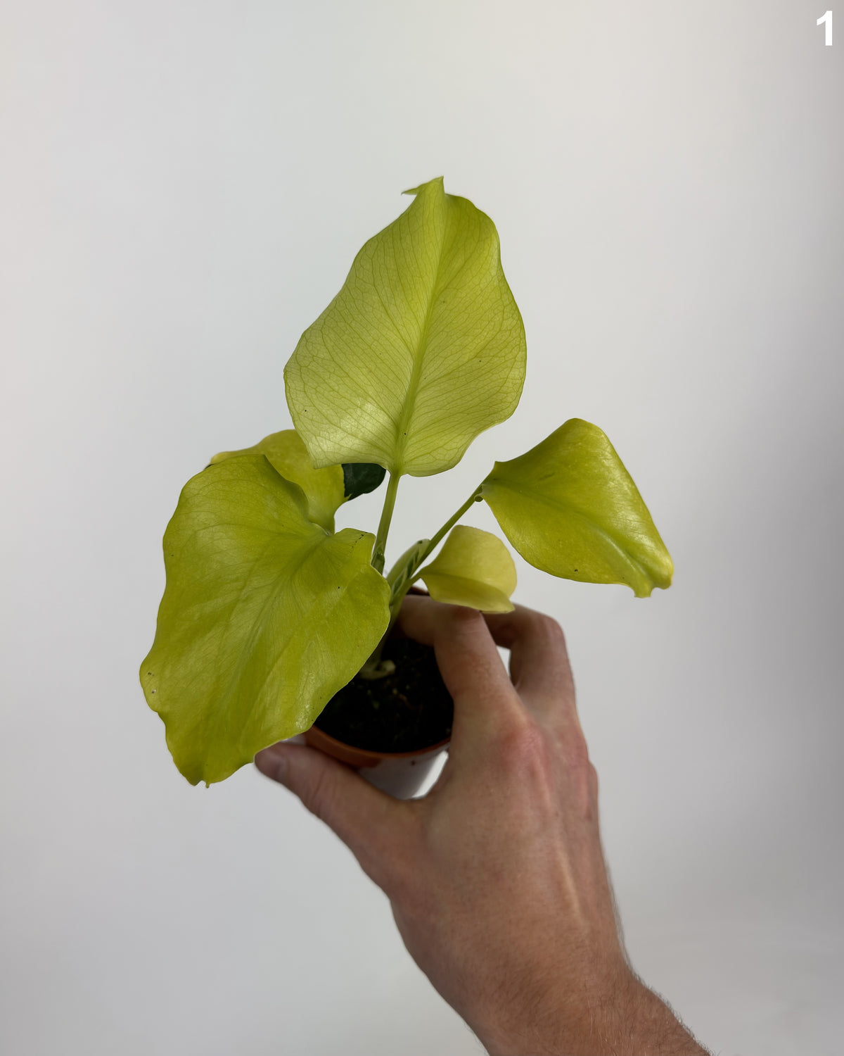 Monstera Deliciosa Thunderbolt WW