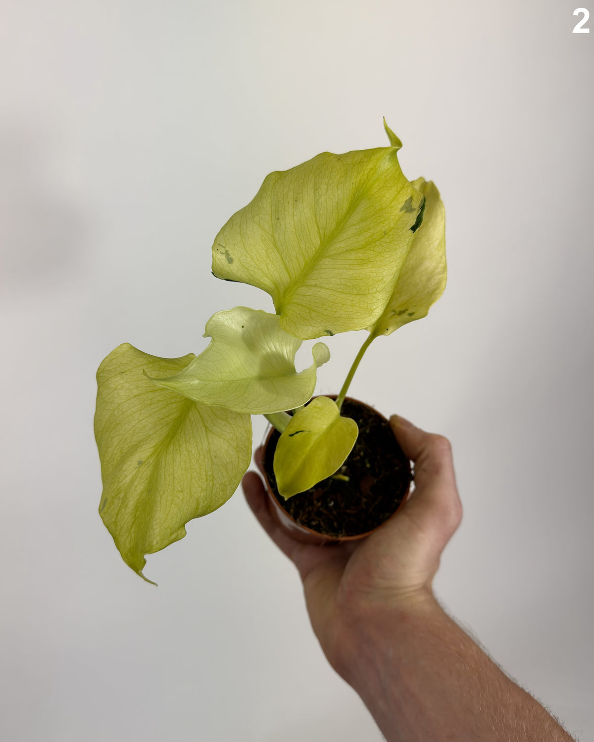 Monstera Deliciosa Thunderbolt WW