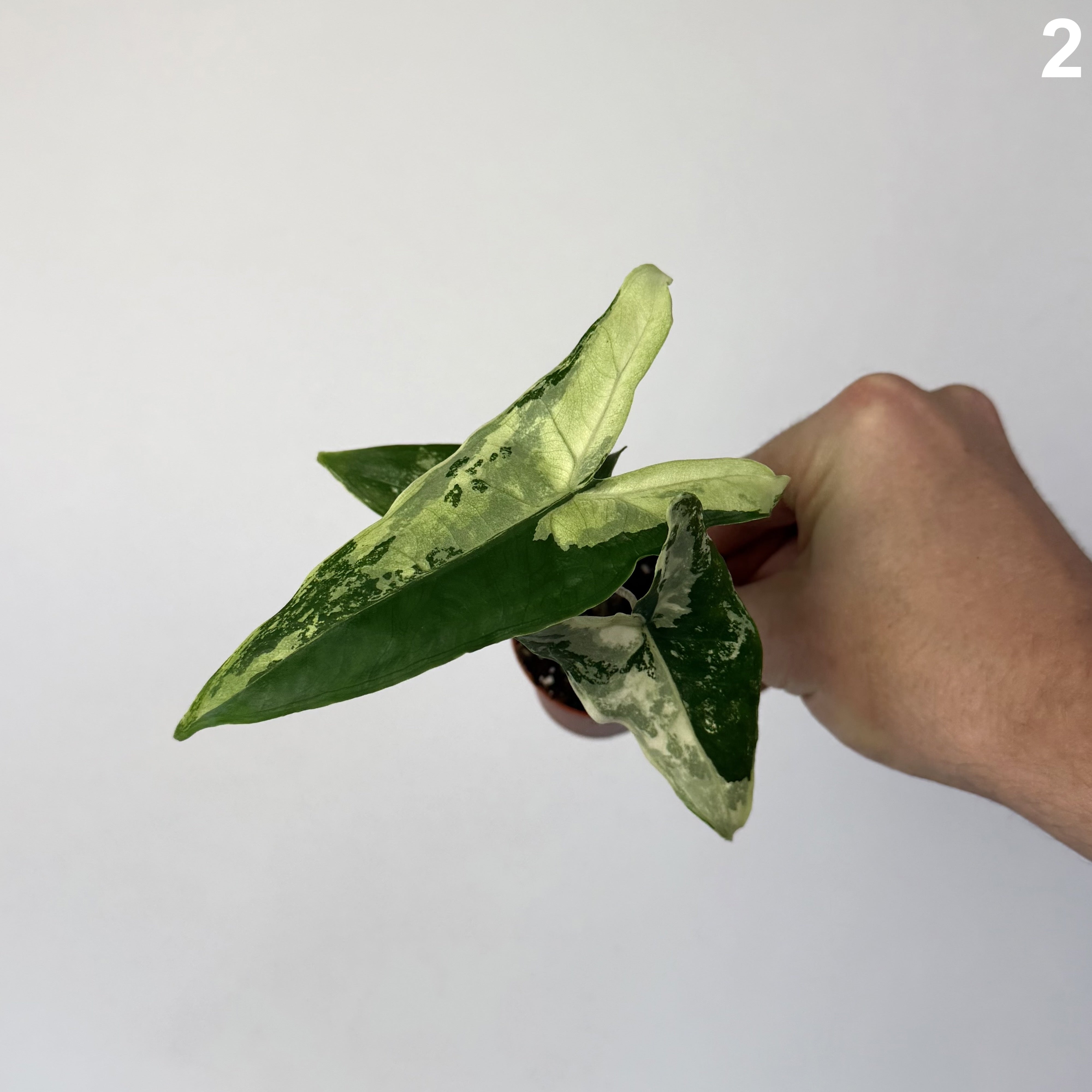Alocasia Tigrina Superba Variegata WW