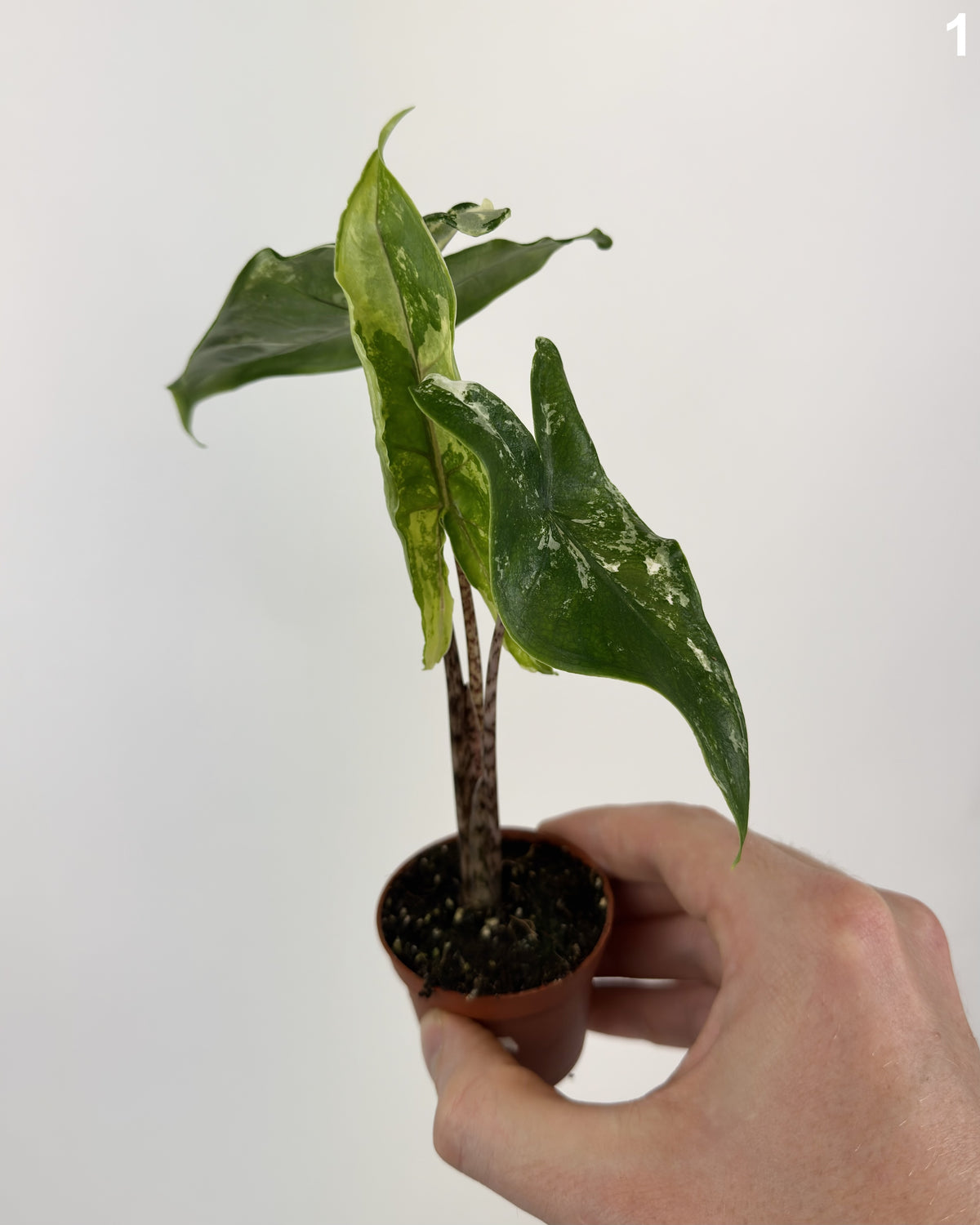 Alocasia Tigrina Superba Albo Variegata WW