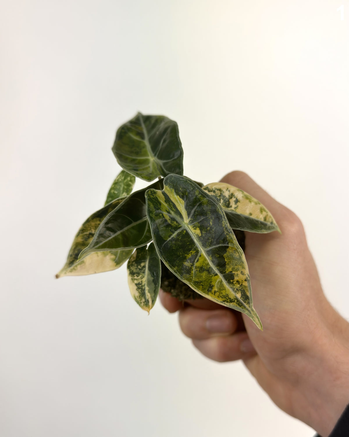 Alocasia Dragon's Tooth Aurea WW
