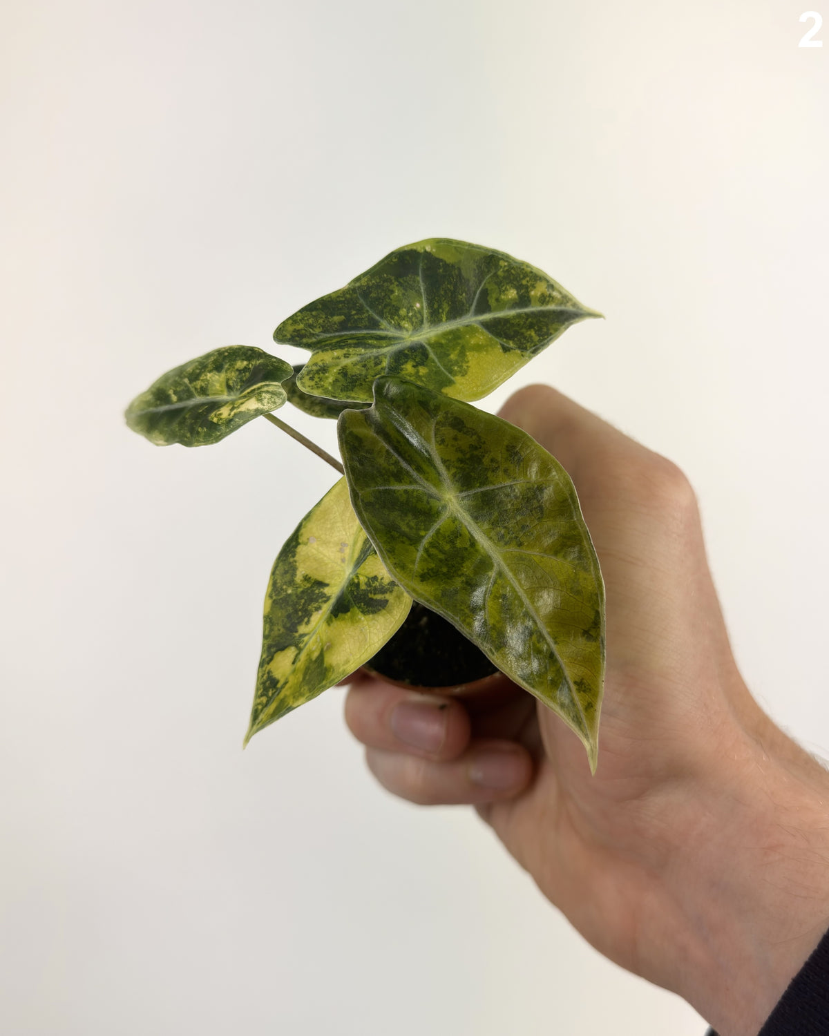 Alocasia Dragon's Tooth Aurea WW