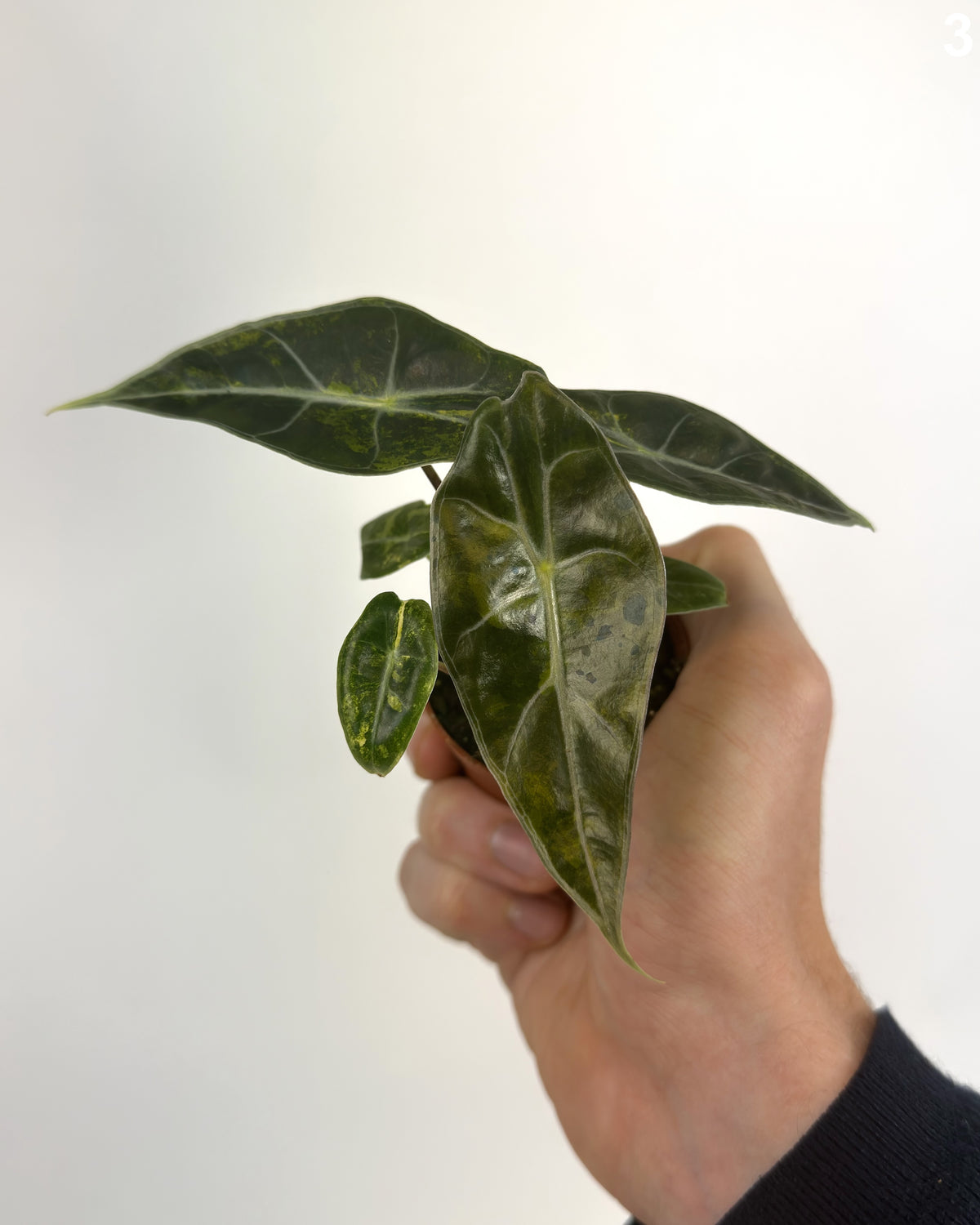 Alocasia Dragon's Tooth Aurea WW