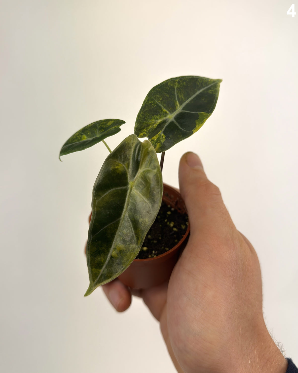 Alocasia Dragon's Tooth Aurea WW