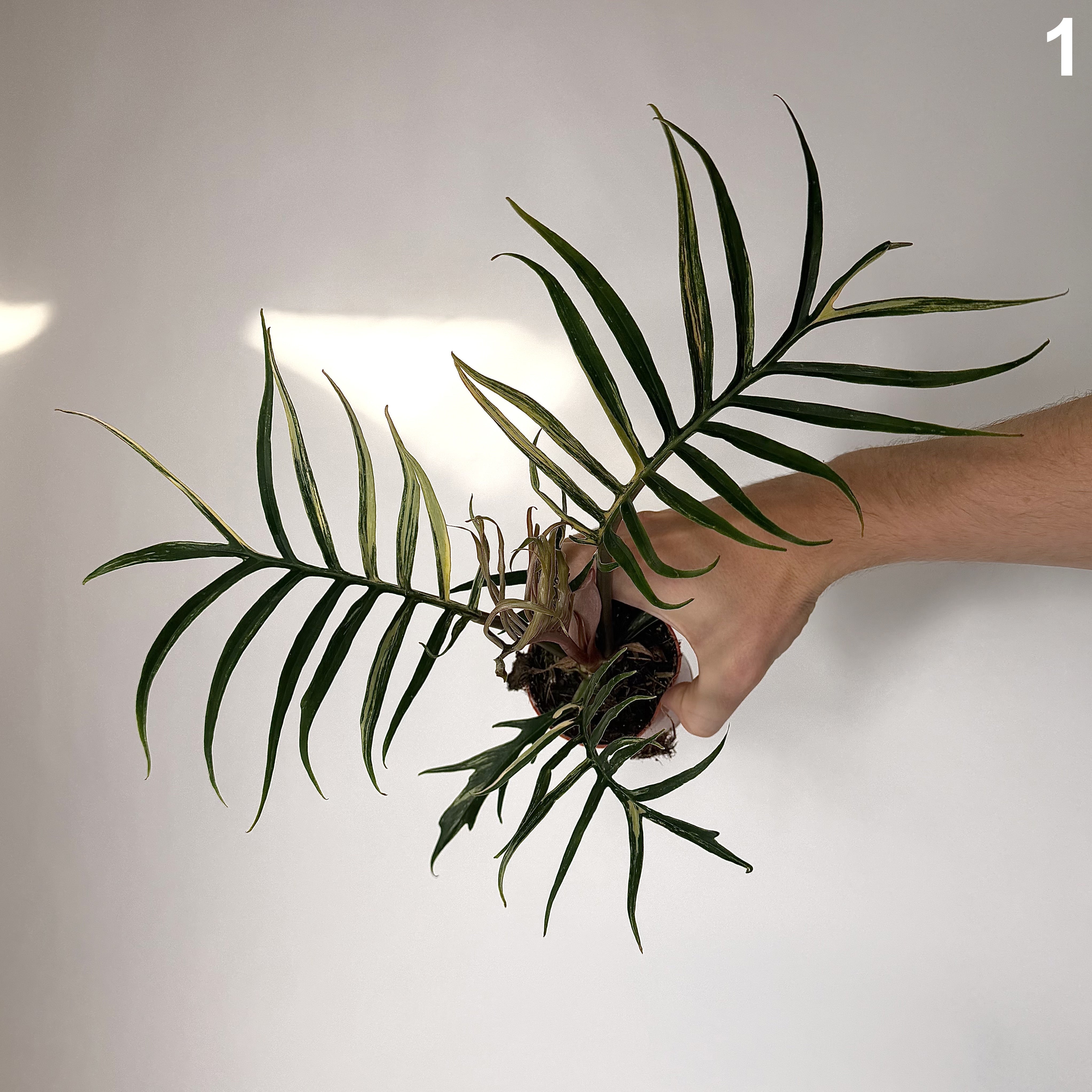 Philodendron Tortum Variegata WW