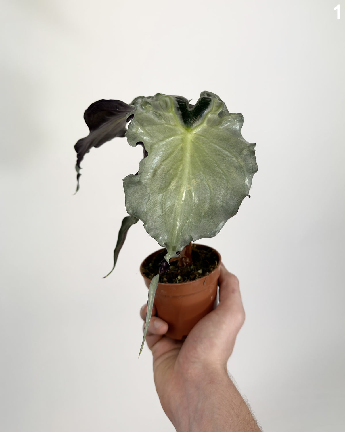 Alocasia Venom WW