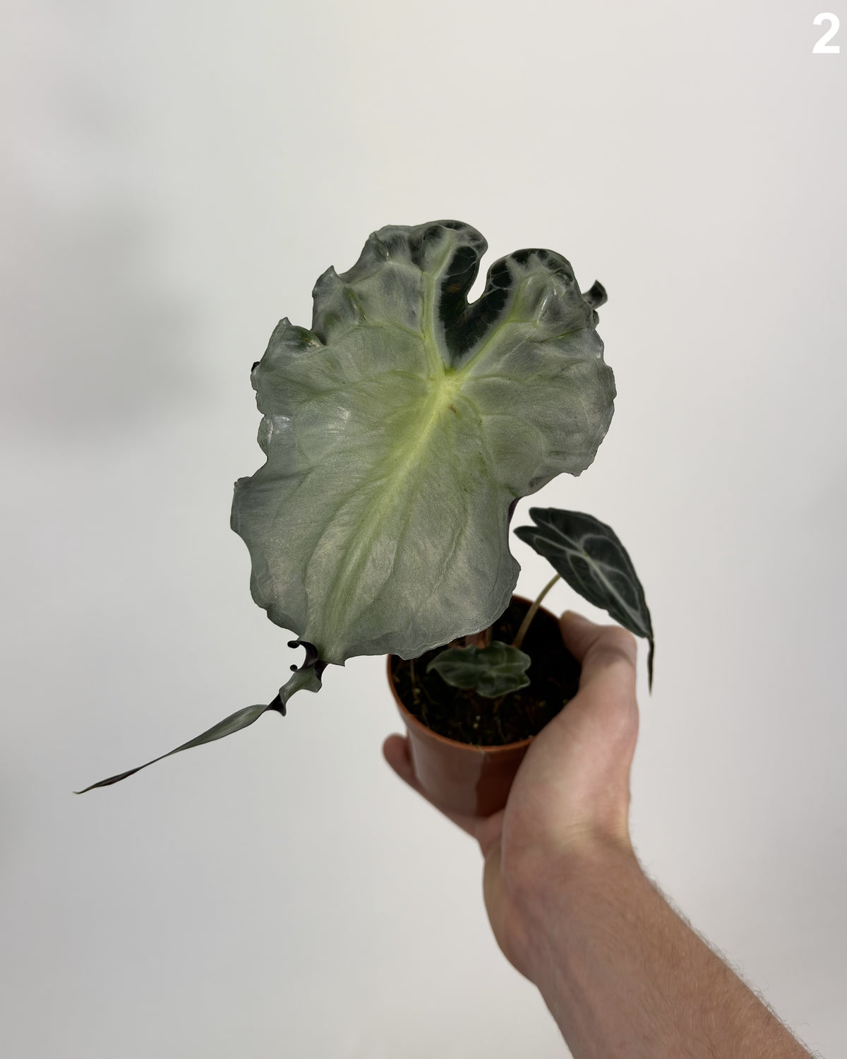 Alocasia Venom WW