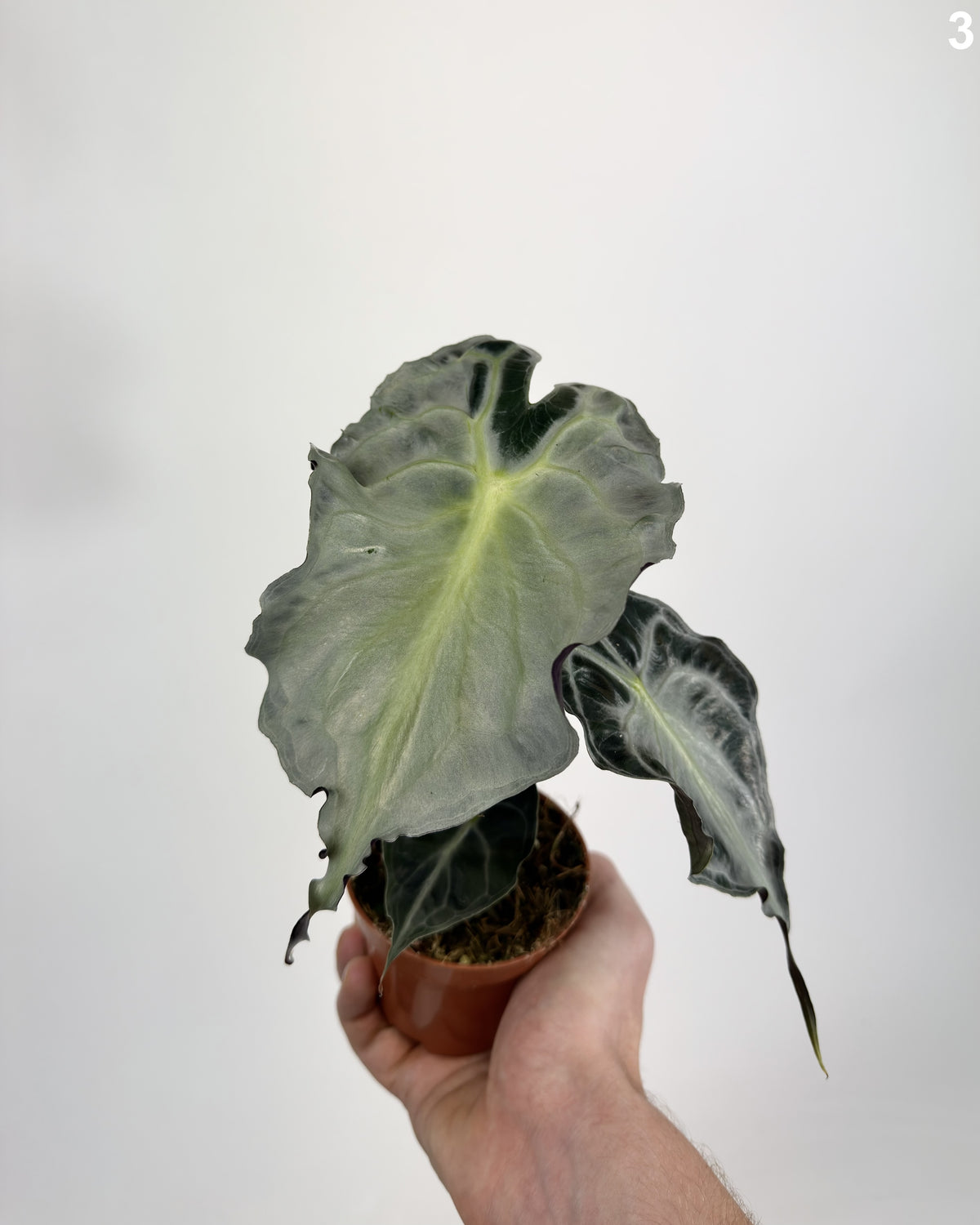 Alocasia Venom WW