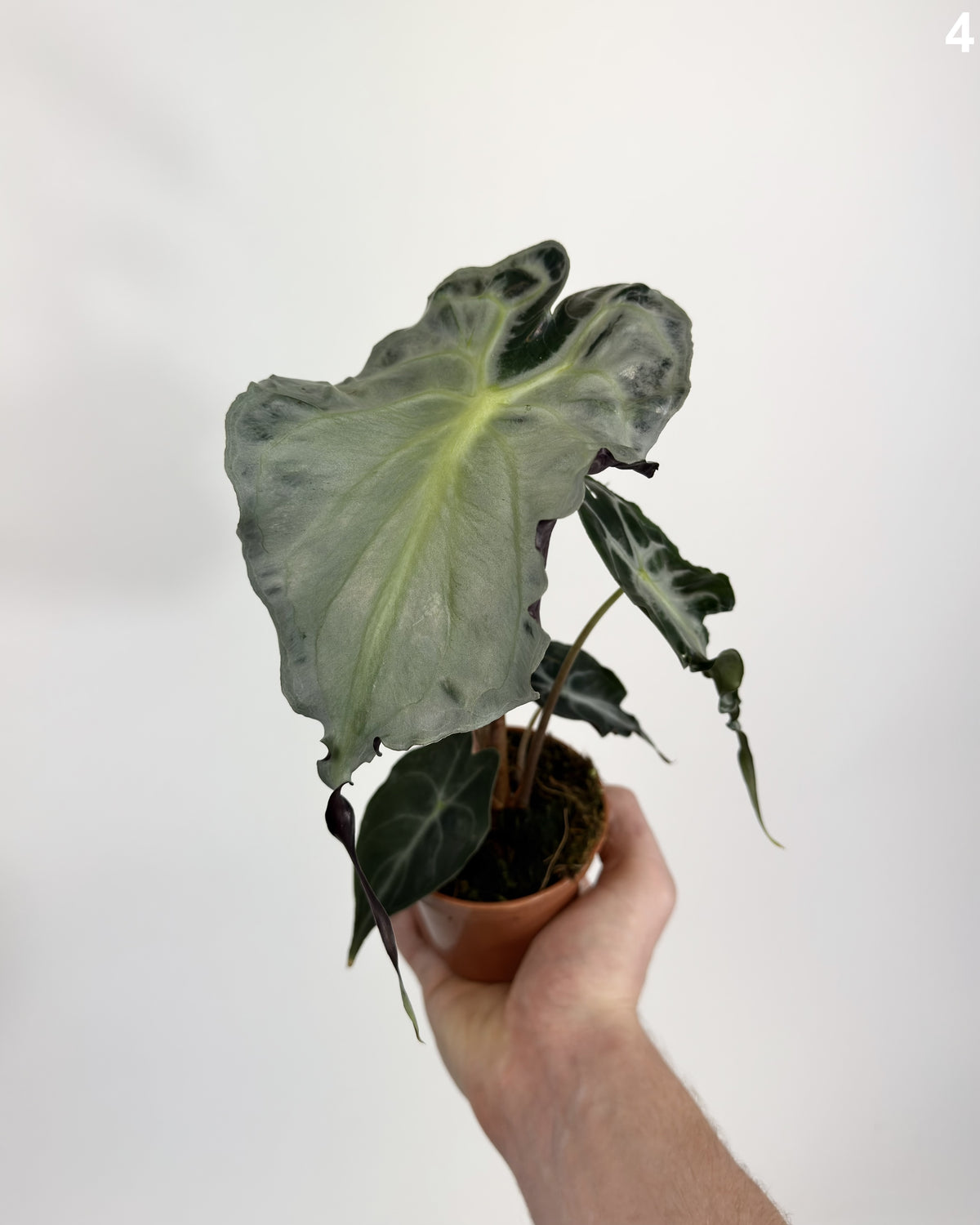 Alocasia Venom WW