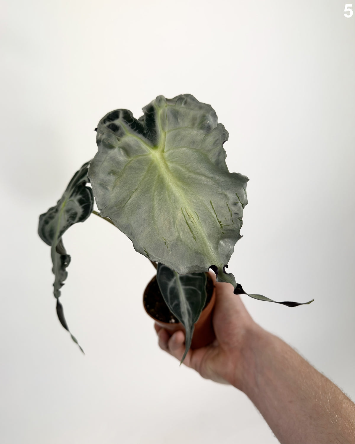 Alocasia Venom WW