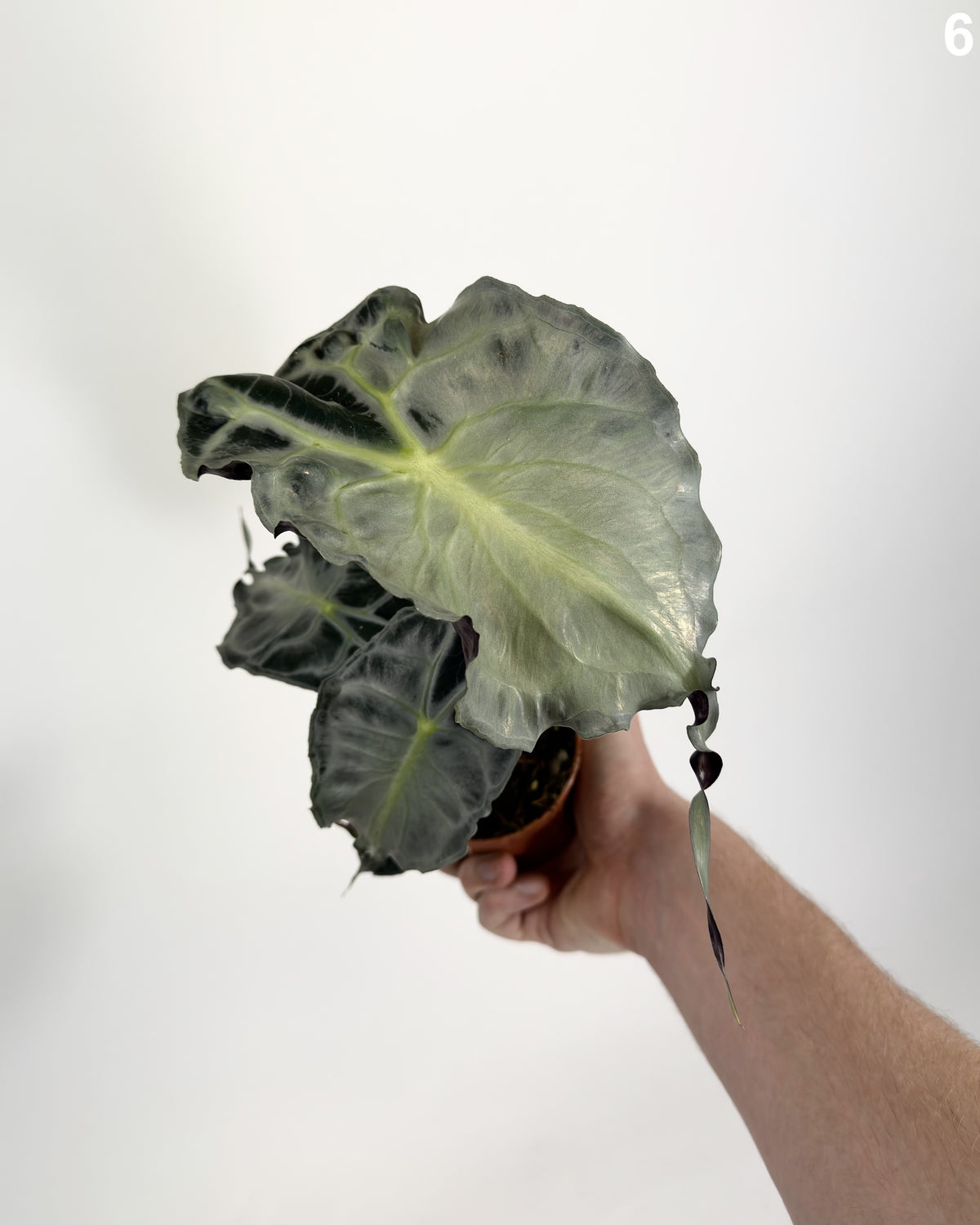 Alocasia Venom WW