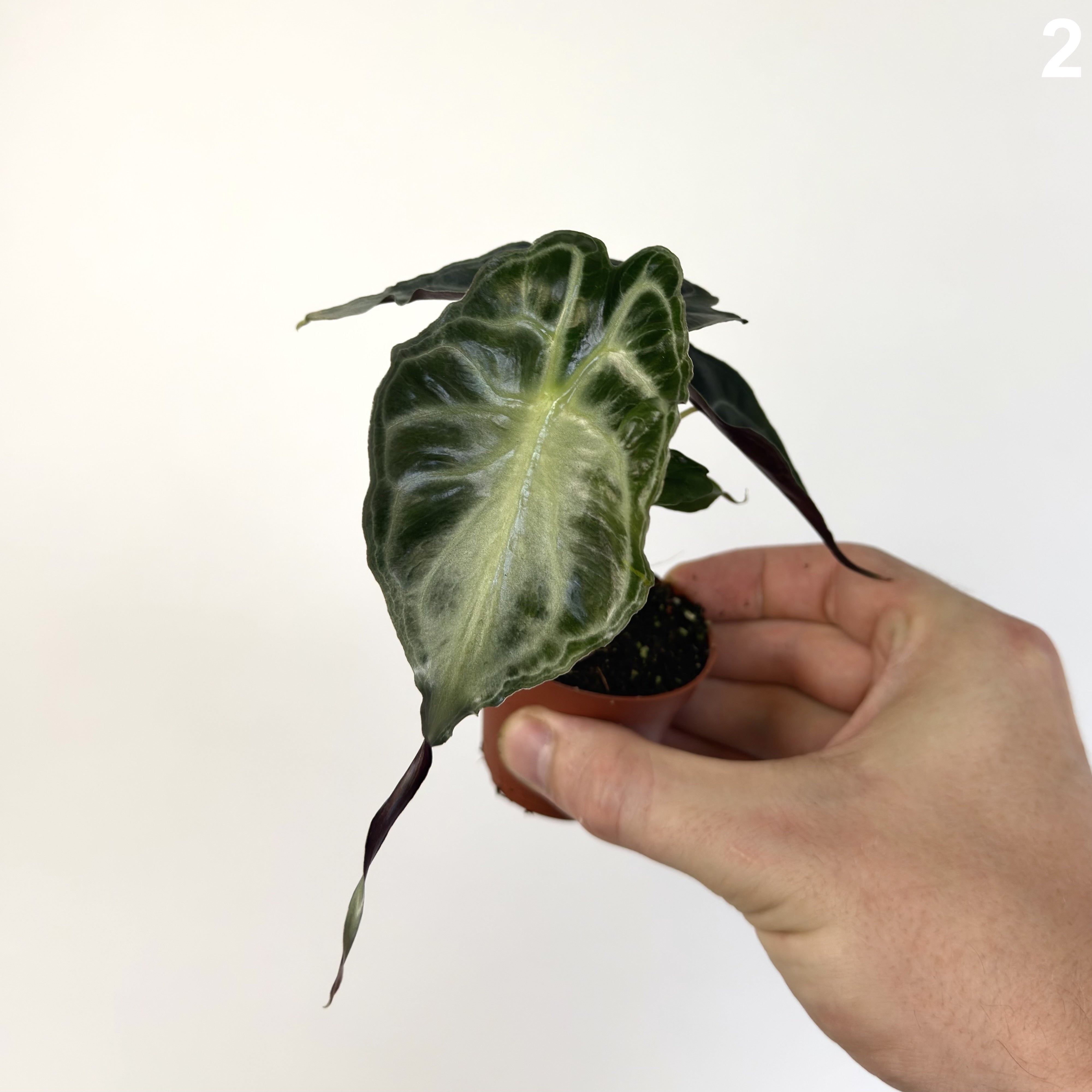 Alocasia Venom WW