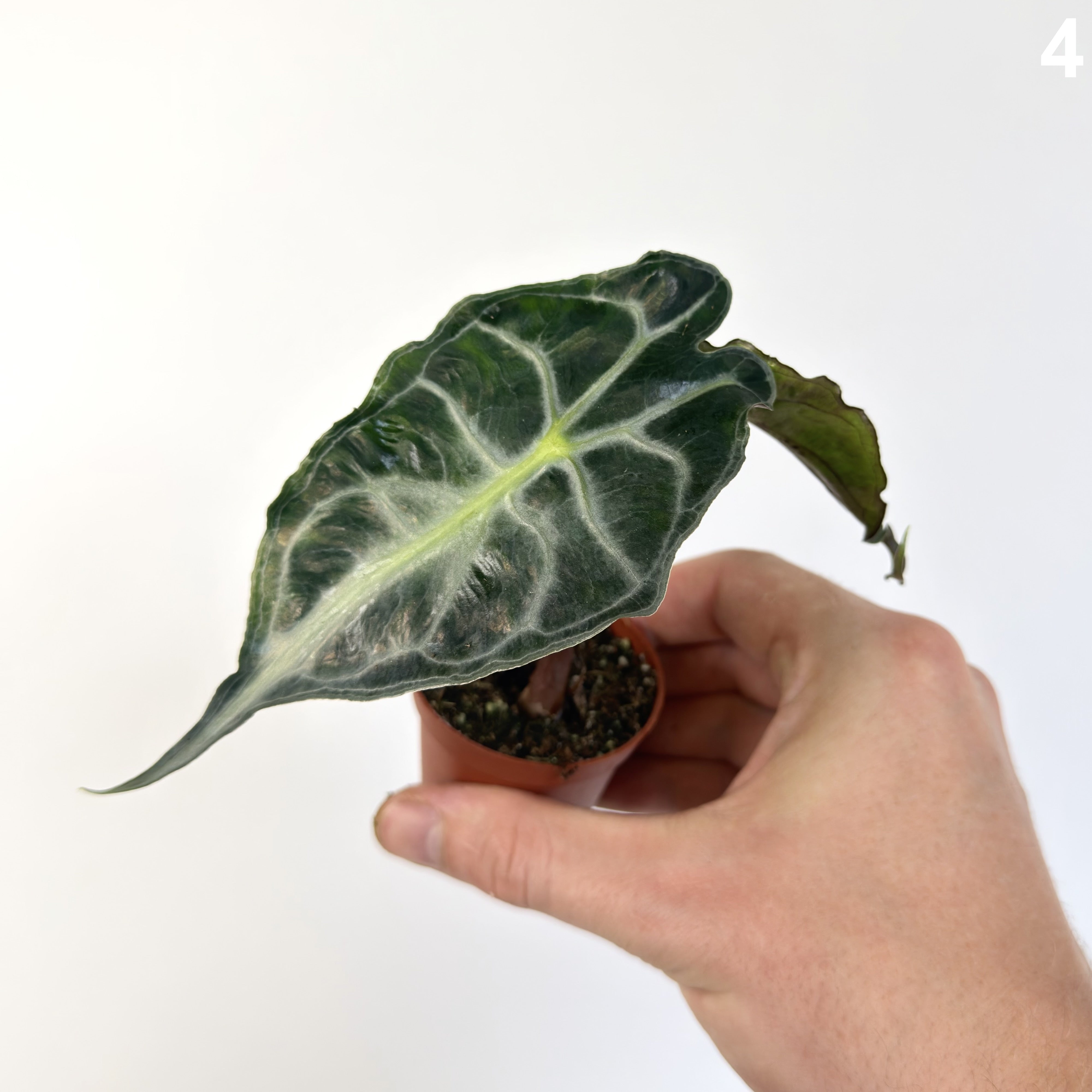 Alocasia Venom WW