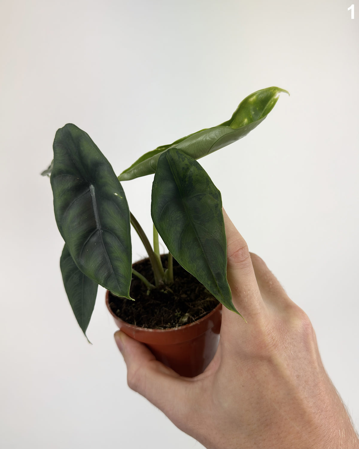 Alocasia Venusta Variegata WW