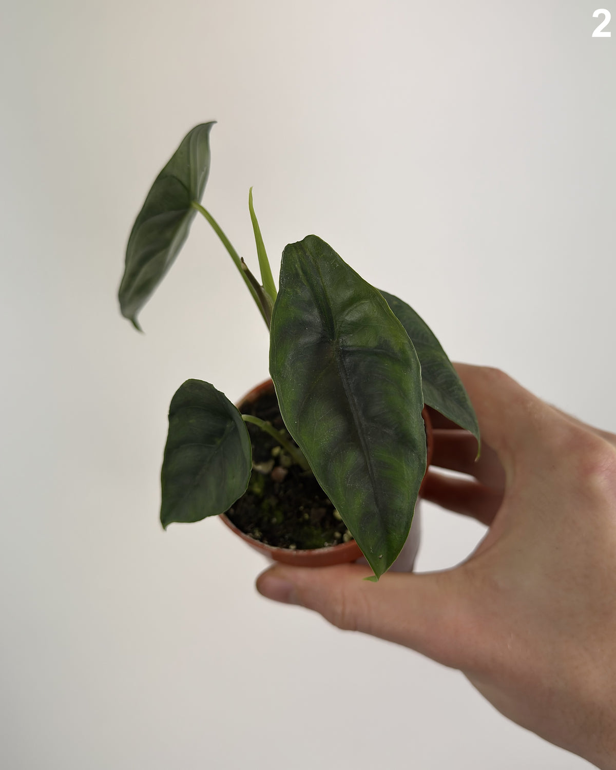 Alocasia Venusta Variegata WW